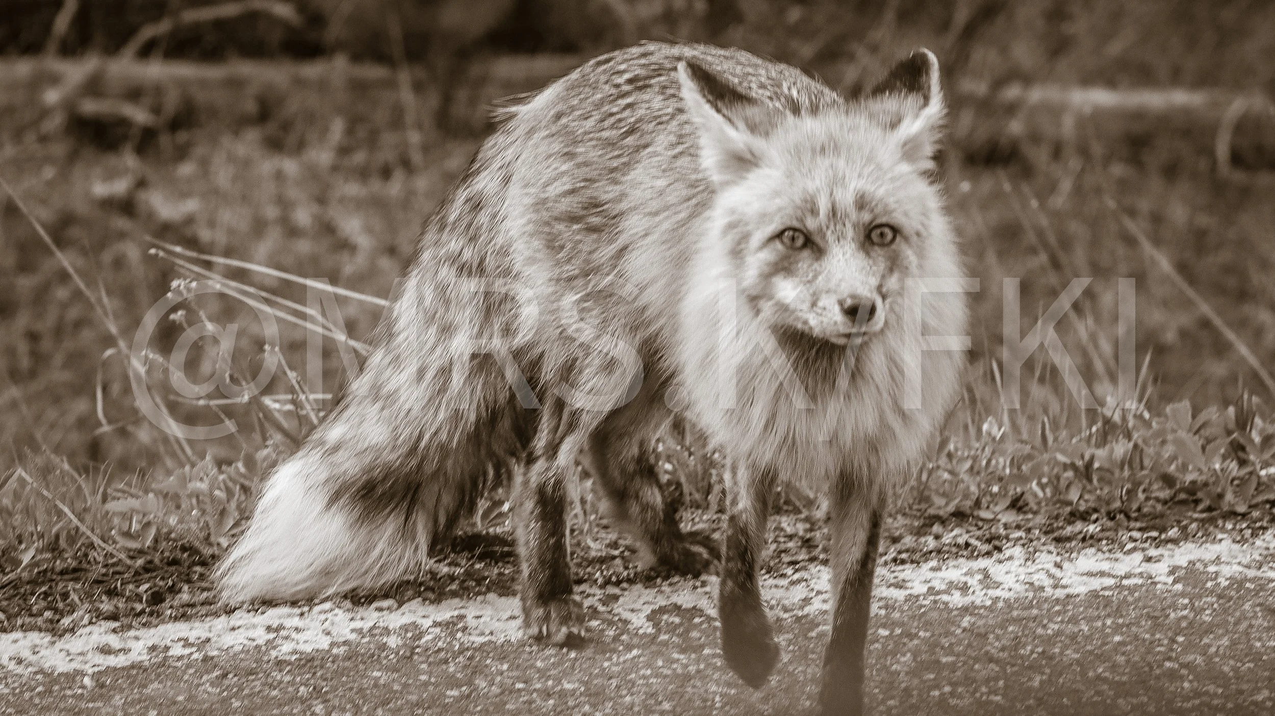  A Master Work of Art - An Original Piece of Photography 1 of 10 to print Custom Fine Art -A fox with a bushy tail and pointed ears stands on a dirt path surrounded by grass and foliage, looking directly at the camera.