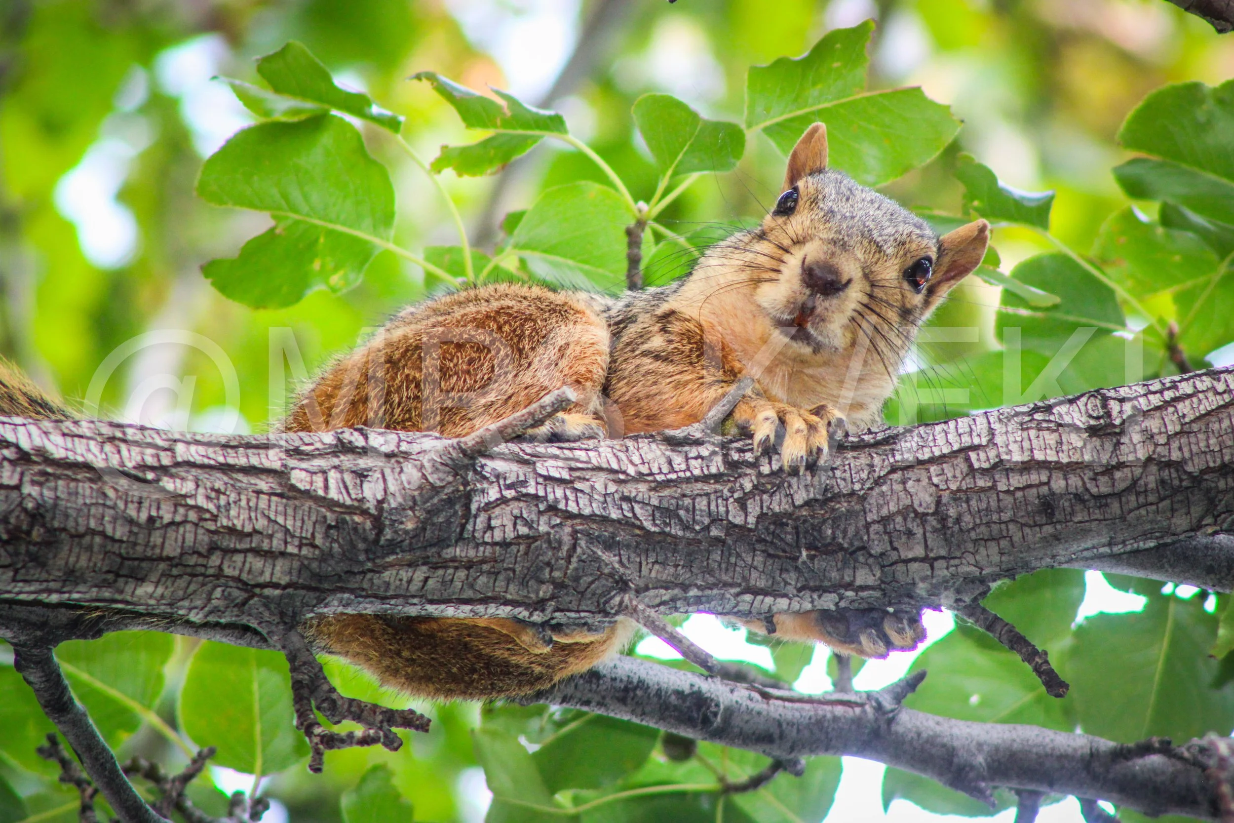 An Original Piece of Photography 1 of 10 to print Custom Fine Art - A animal lying on a tree branch with green leaves in the background. 