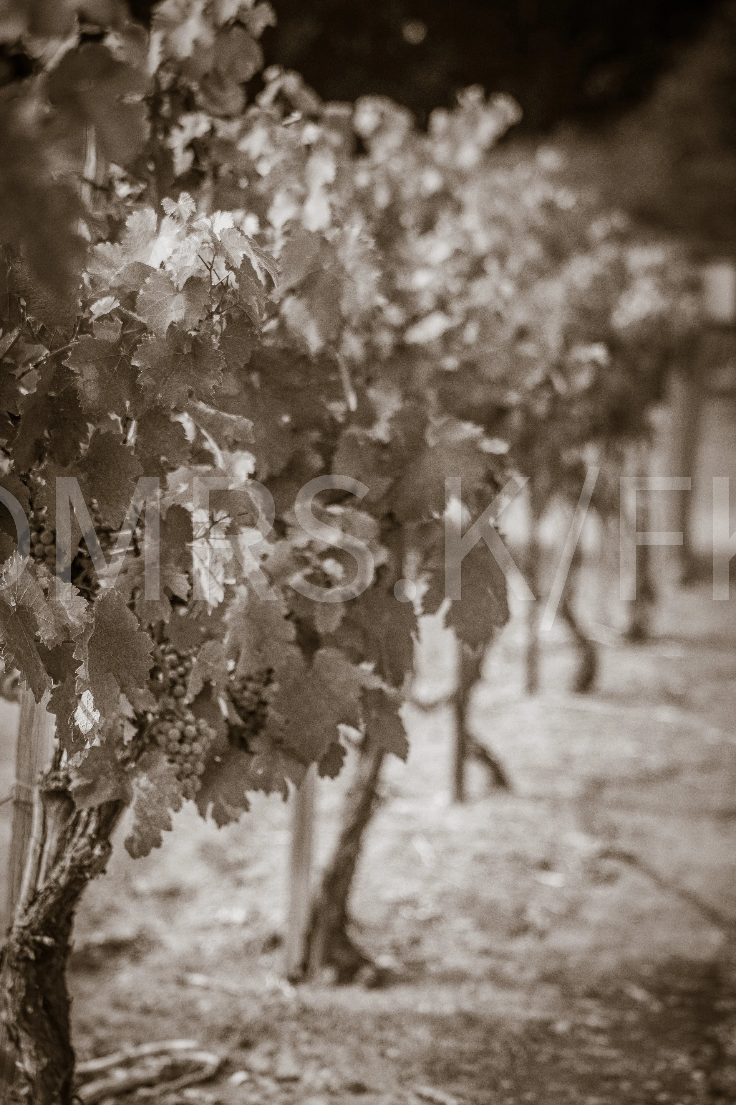 An Original Piece of Photography 1 of 10 to print Custom Fine Art - Close-up of grapevine leaves and grape clusters in a vineyard with a blurred background.