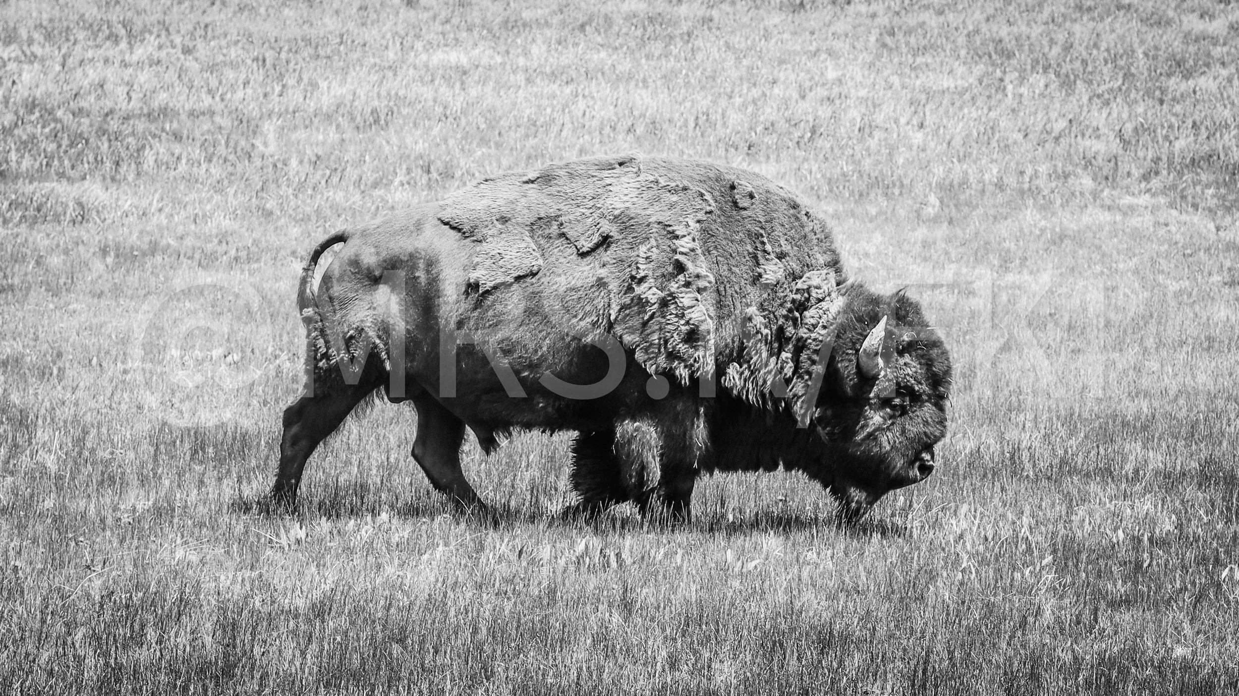  A Master Work of Art - An Original Piece of Photography 1 of 10 to print Custom Fine Art -Black and white photo of a buffalo grazing on grass in an open field.
