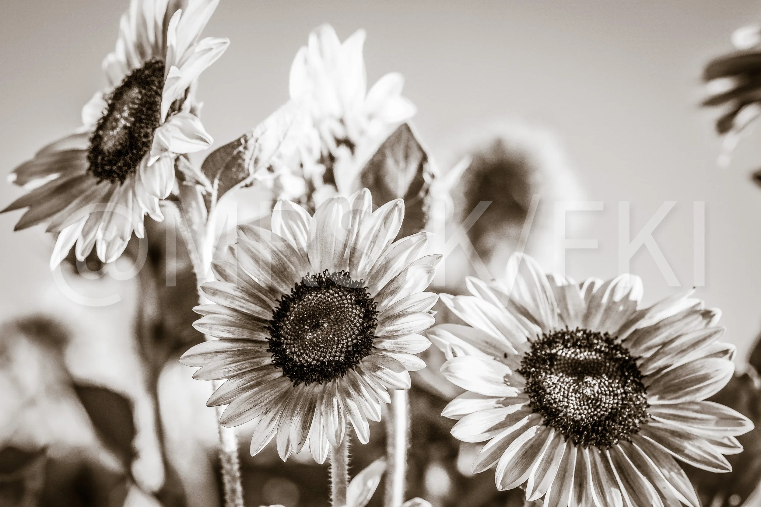 Black and white photograph of a bouquet of daisies.