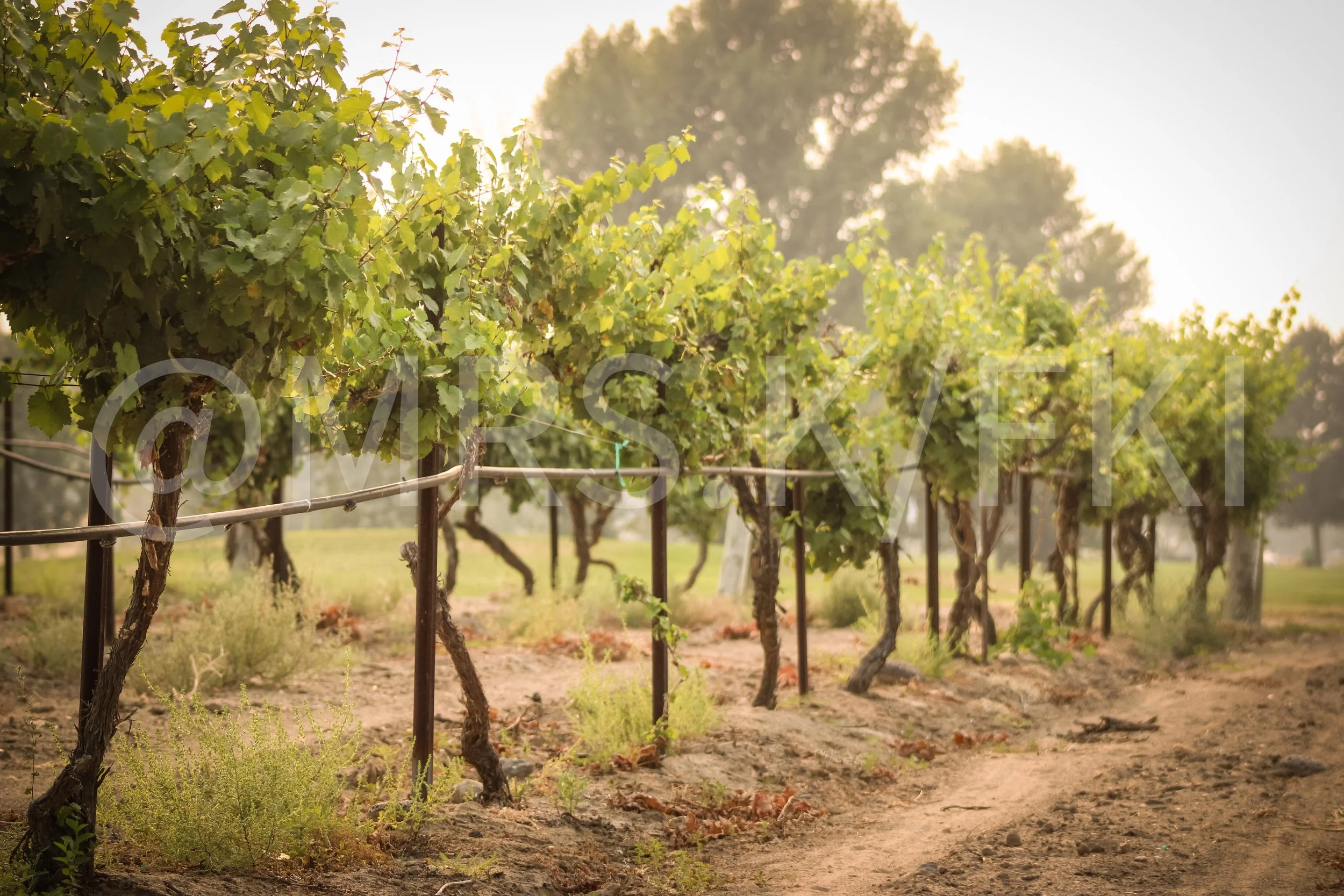  A Master Work of Art - An Original Piece of Photography 1 of 10 to print Custom Fine Art -Vineyard with rows of grapevines supported by wooden posts under bright sunlight.