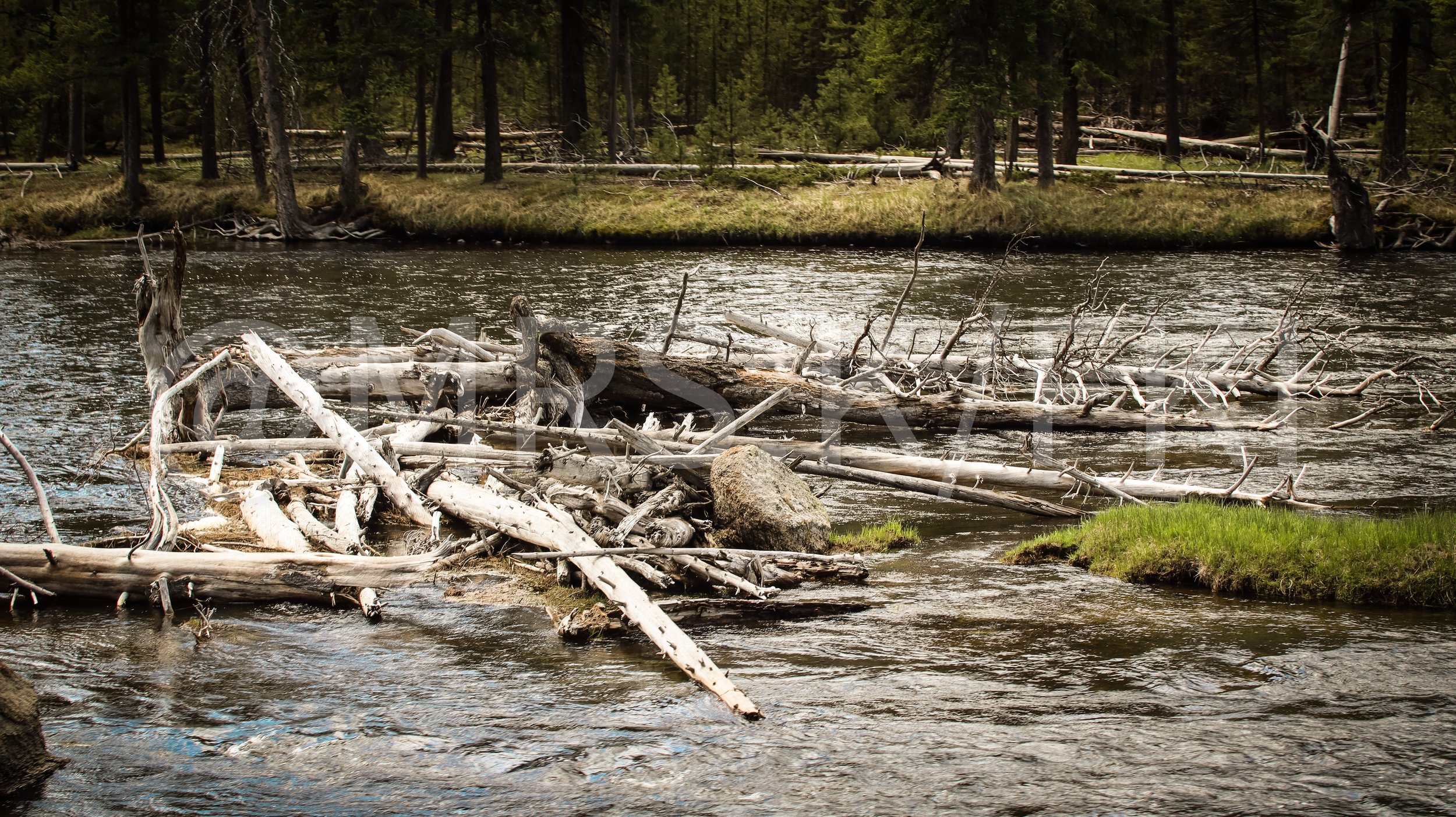  A Master Work of Art - An Original Piece of Photography 1 of 10 to print Custom Fine Art -A river flowing through a forest with fallen logs and trees along the shoreline, dense pine trees in the background.