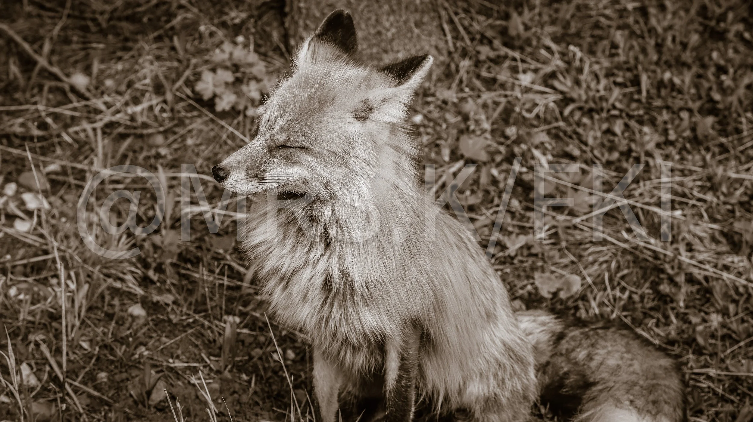  A Master Work of Art - An Original Piece of Photography 1 of 10 to print Custom Fine Art -A fox with closed eyes sitting on a dirt ground covered with dry grass and leaves in a natural outdoor setting.