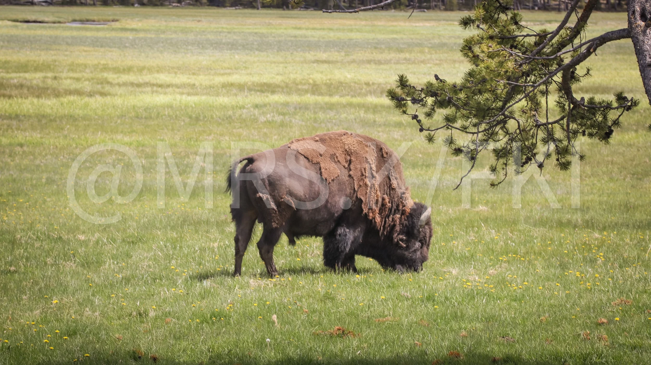 A bison grazing in a grassy field with small yellow flowers, with a tree branch and pine cones in the foreground.