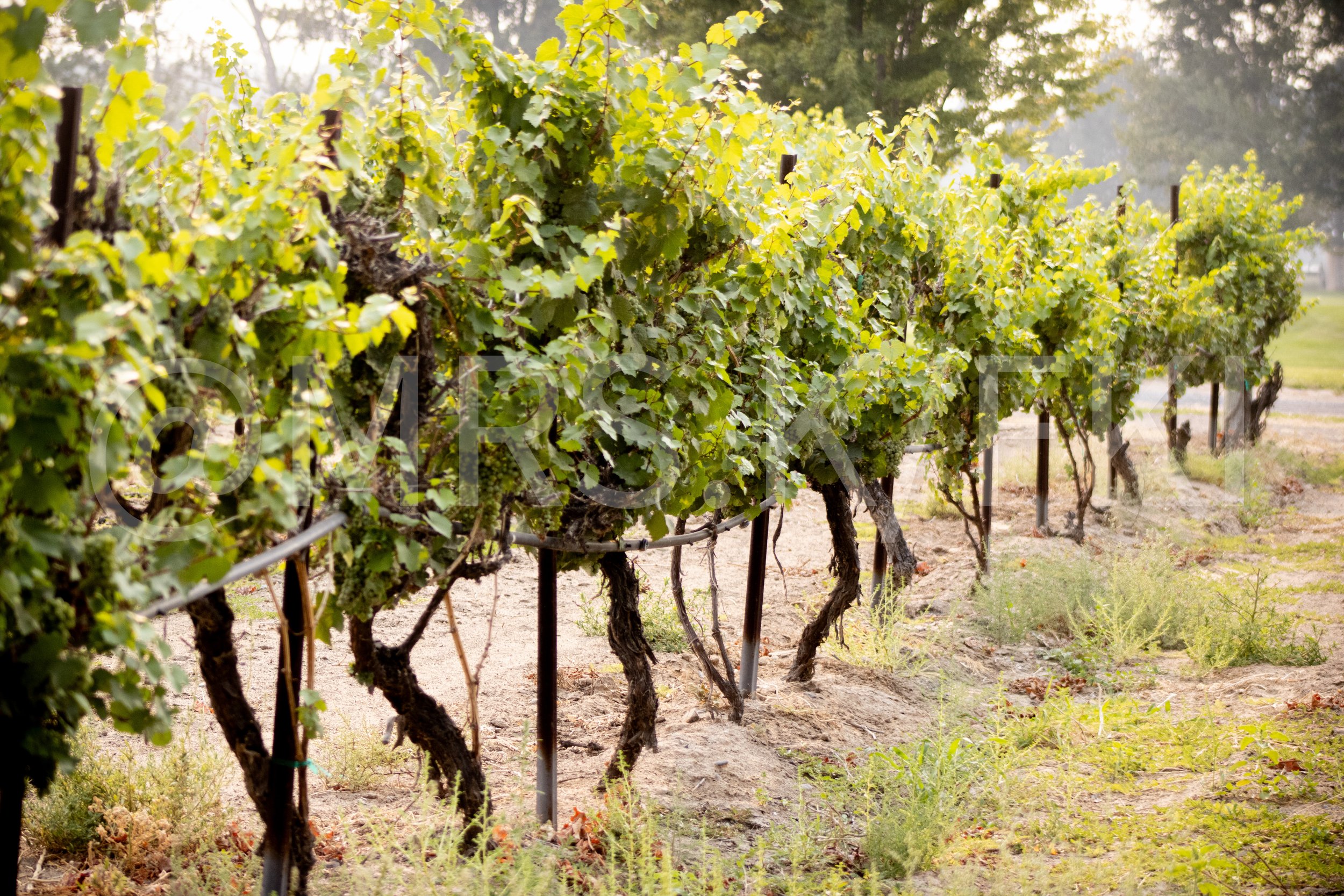  A Master Work of Art - An Original Piece of Photography 1 of 10 to print Custom Fine Art -Vineyard with rows of grapevines supported by stakes, lush green leaves, and a hazy background of trees and sky.