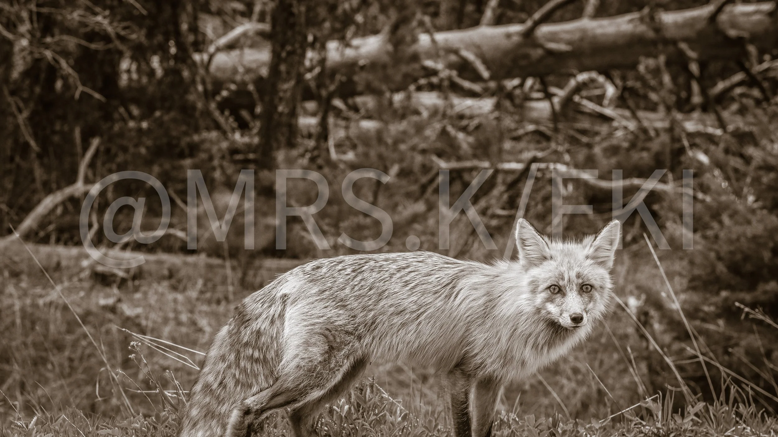  A Master Work of Art - An Original Piece of Photography 1 of 10 to print Custom Fine Art -A silver-colored fox standing on grass in a wooded area.