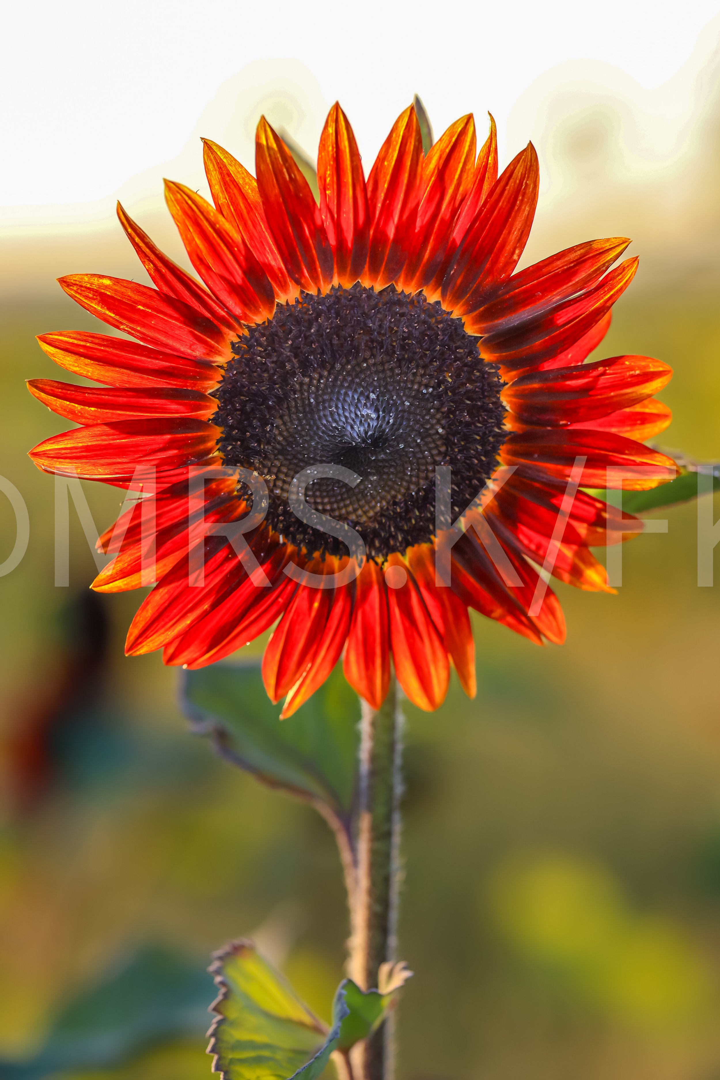 Close-up of a vibrant red and orange sunflower with a dark center, set against a blurred green and yellow background.