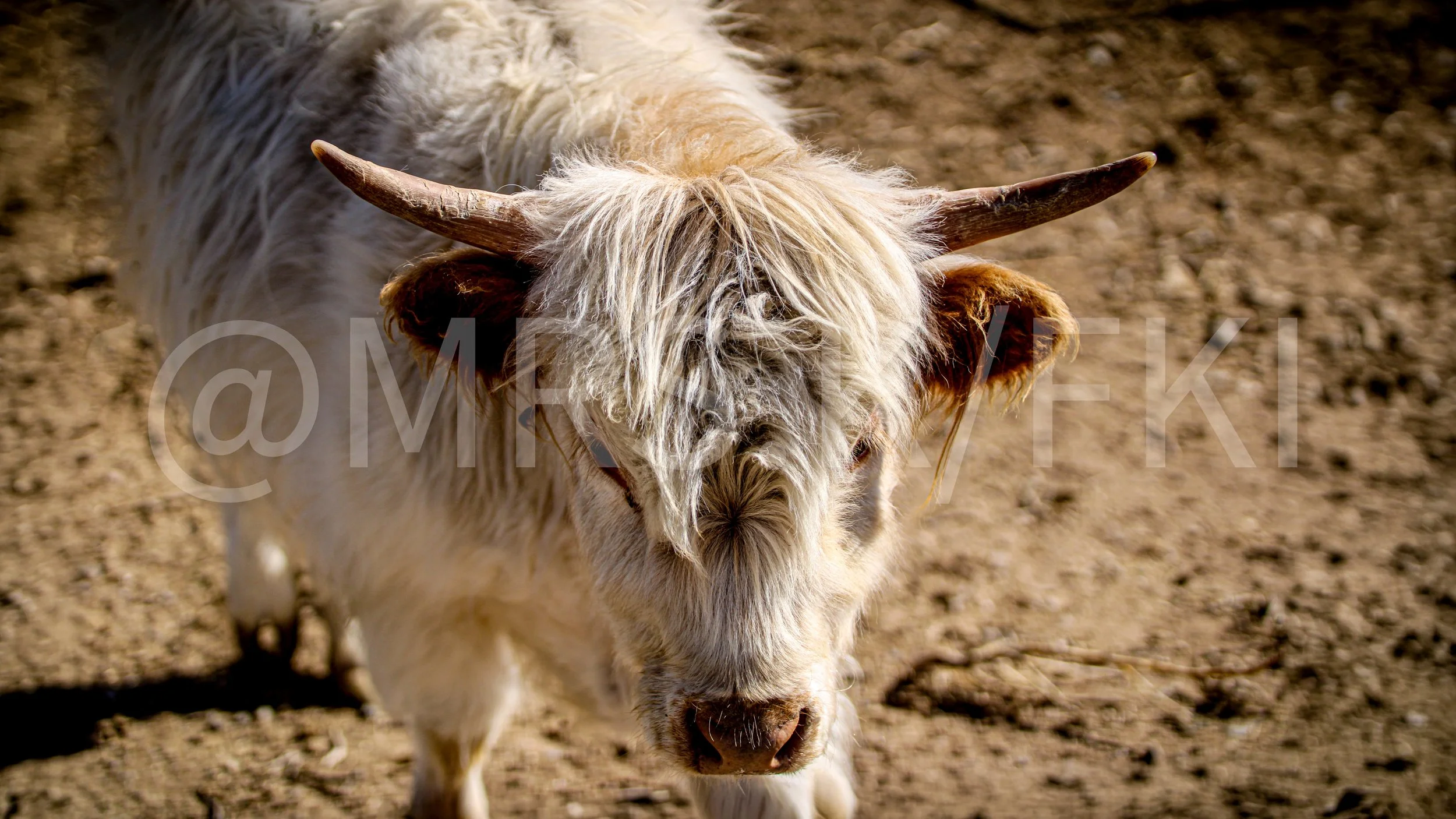 A close-up of a white Highland cow with long, curved horns standing on dry, dusty ground.