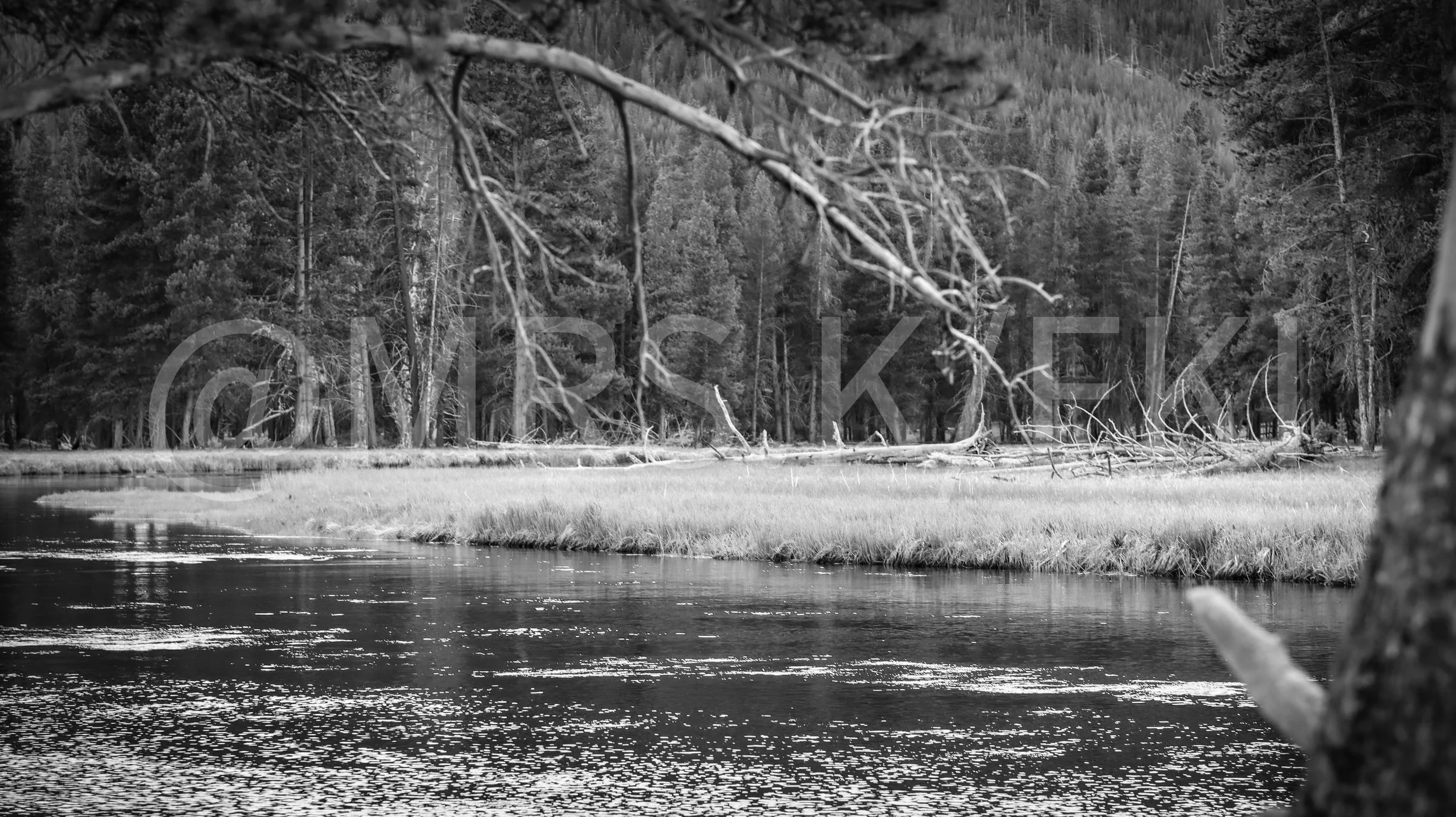 A black and white photo of a natural landscape with a river in the foreground and dense forest of evergreen trees in the background. There are fallen tree branches near the water's edge.