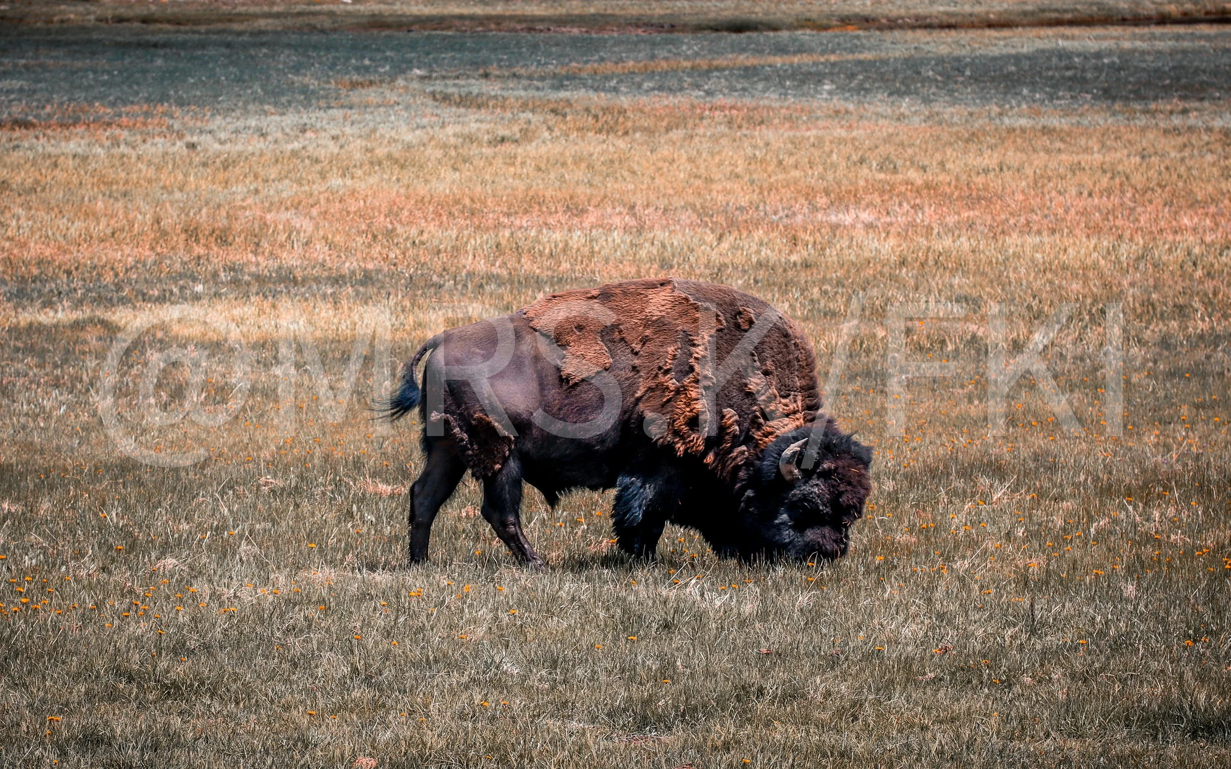  A Master Work of Art - An Original Piece of Photography 1 of 10 to print Custom Fine Art -A bison grazing in a grassy field with orange flowers, under a cloudy sky.
