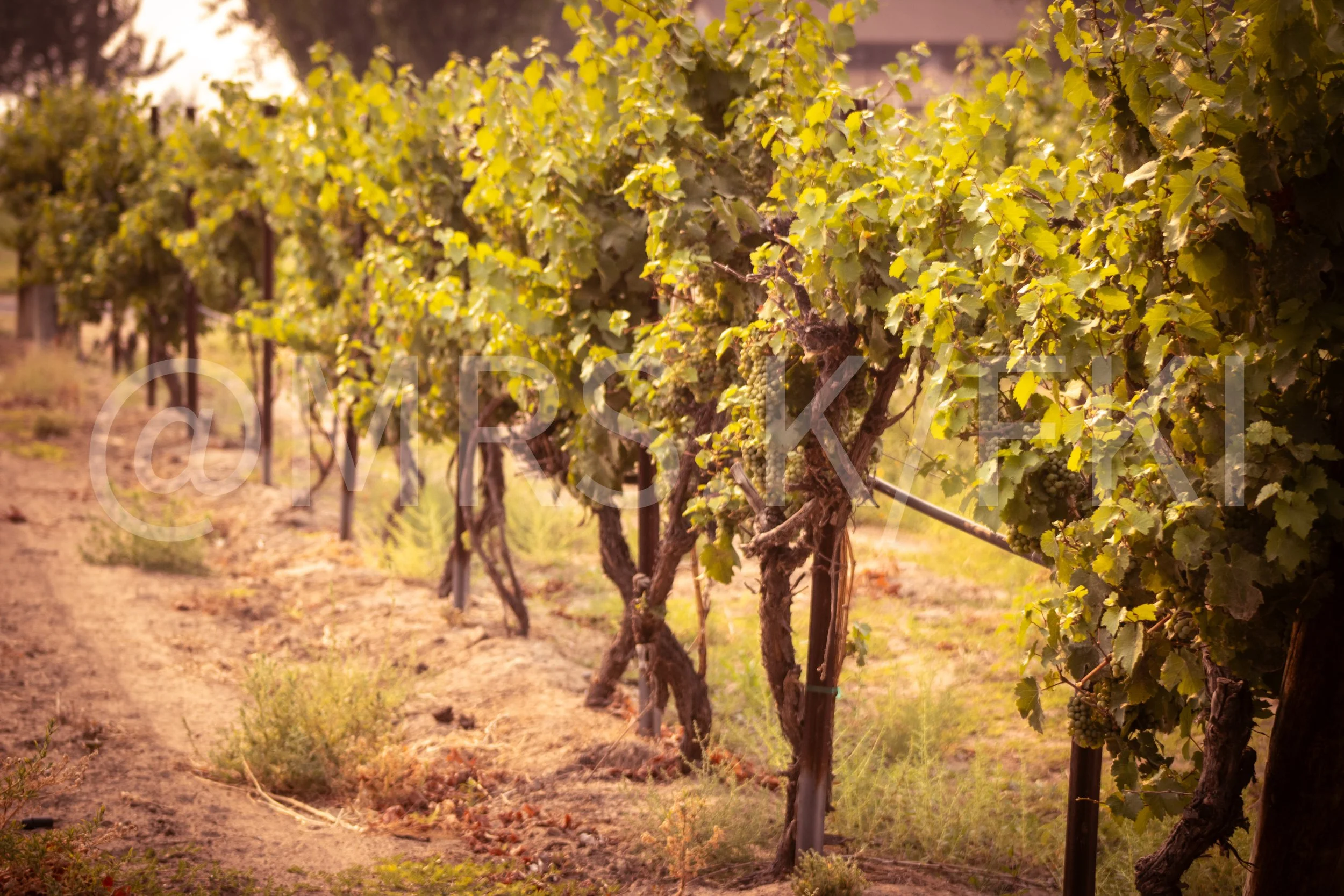  A Master Work of Art - An Original Piece of Photography 1 of 10 to print Custom Fine Art -Rows of grapevines in a vineyard with green leaves and grape clusters, under warm sunlight.