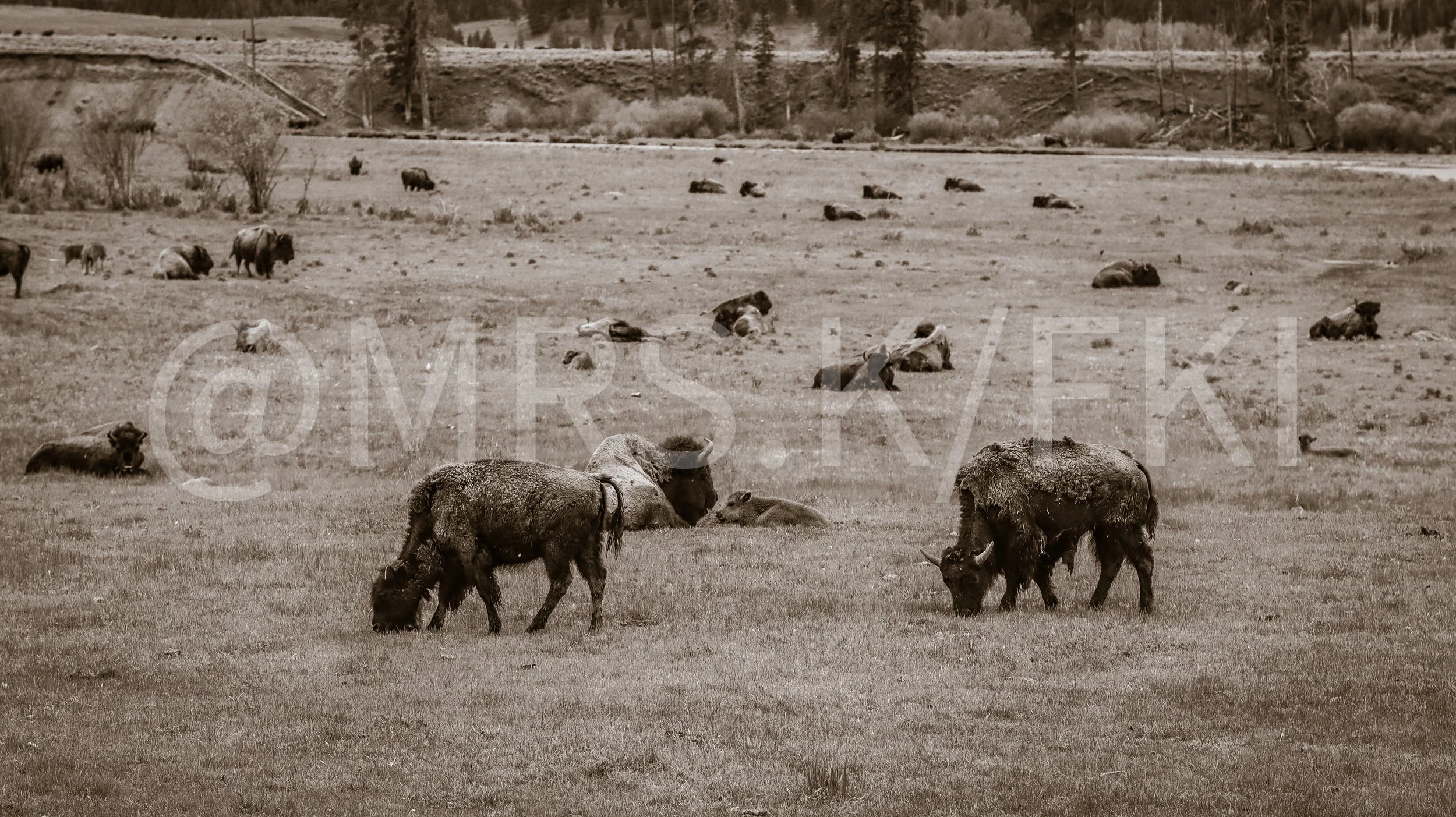 A sepia-toned photograph of a herd of bison grazing and resting in a grassy field with trees and hills in the background.