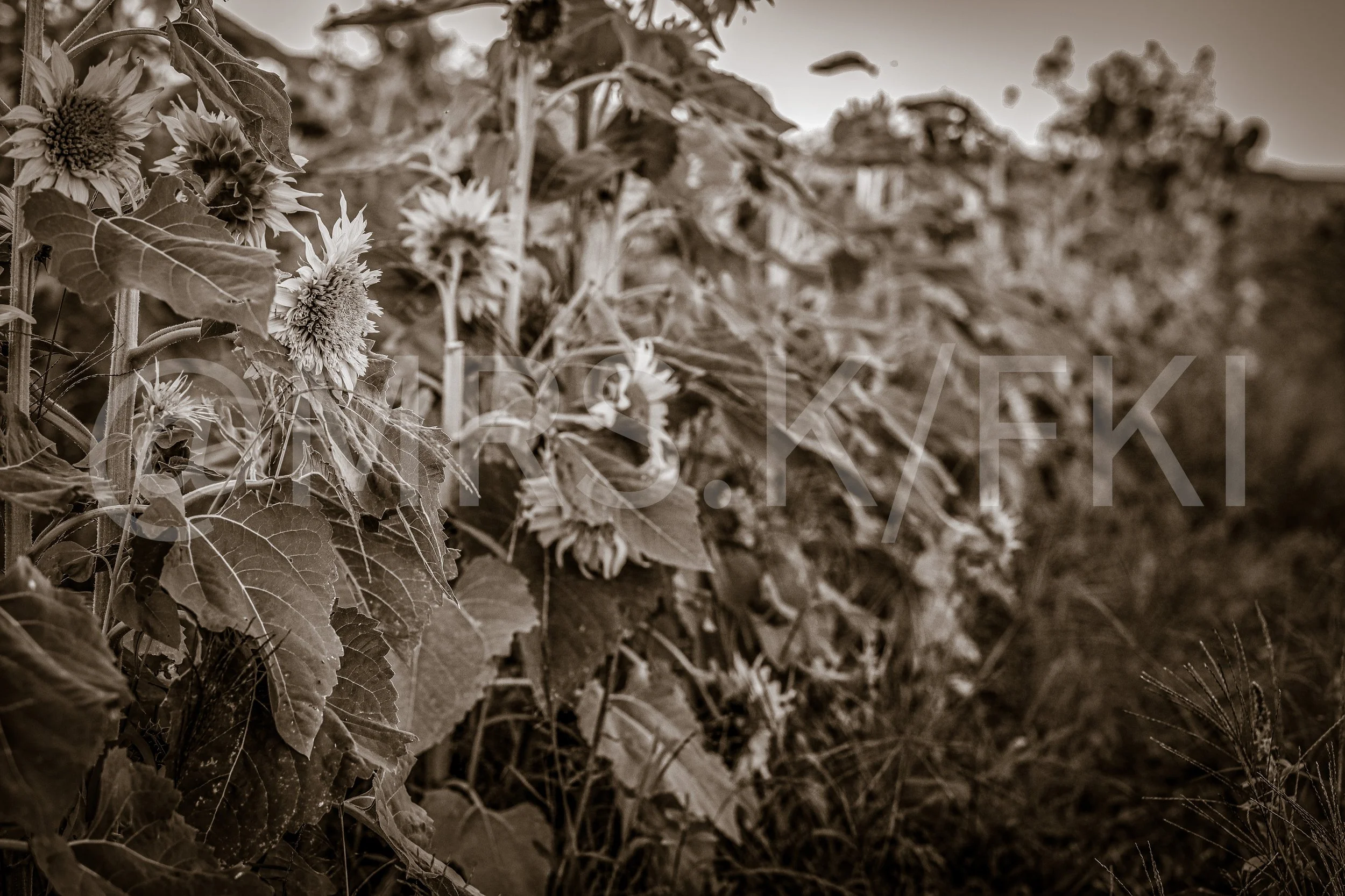  A Master Work of Art - An Original Piece of Photography 1 of 10 to print Custom Fine Art - A monochrome image of a large area of sunflowers and their leaves, with some flowers in bloom and others drooping, in a field.