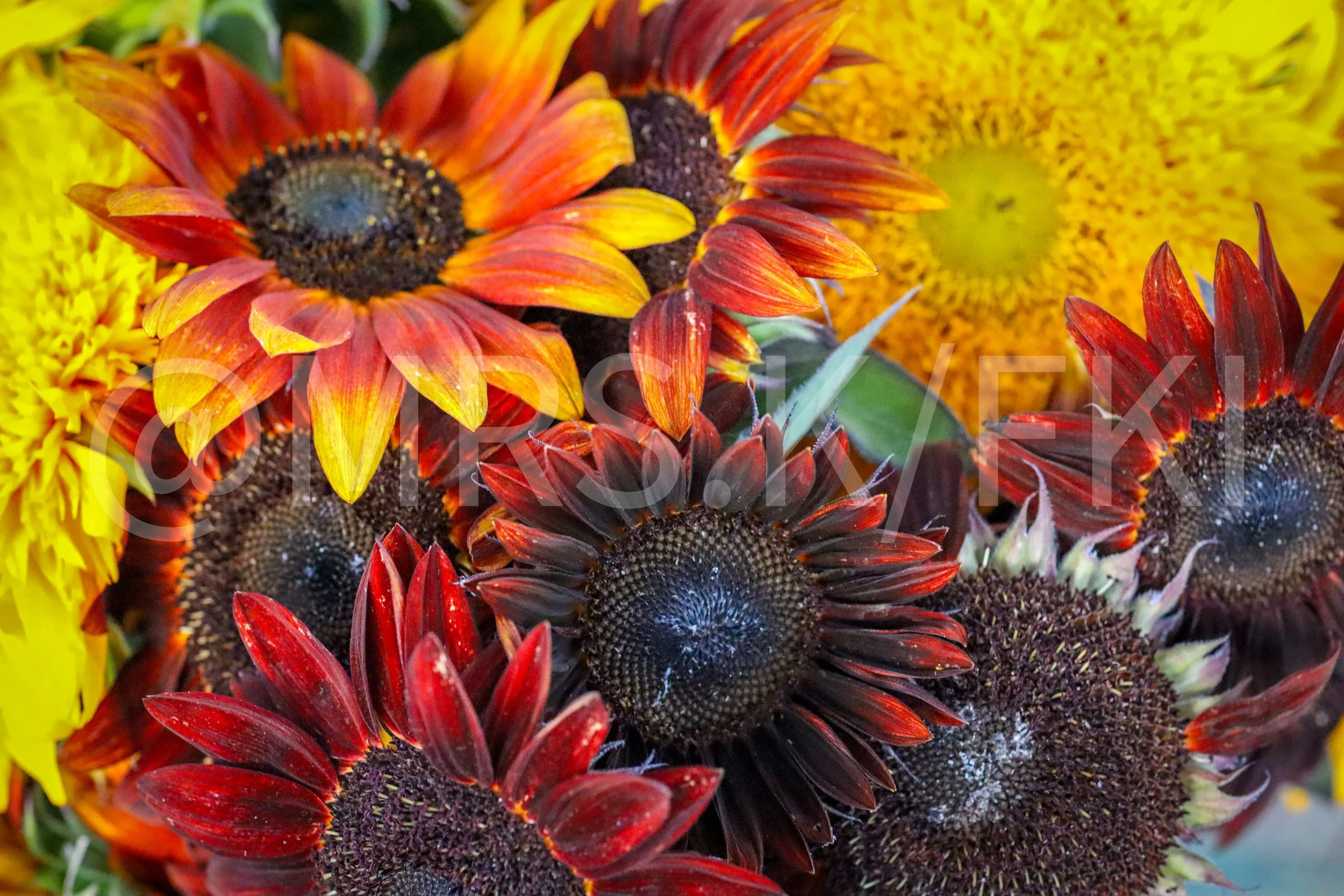 Close-up of orange and red flowers with dark centers, surrounded by yellow flowers in the background.