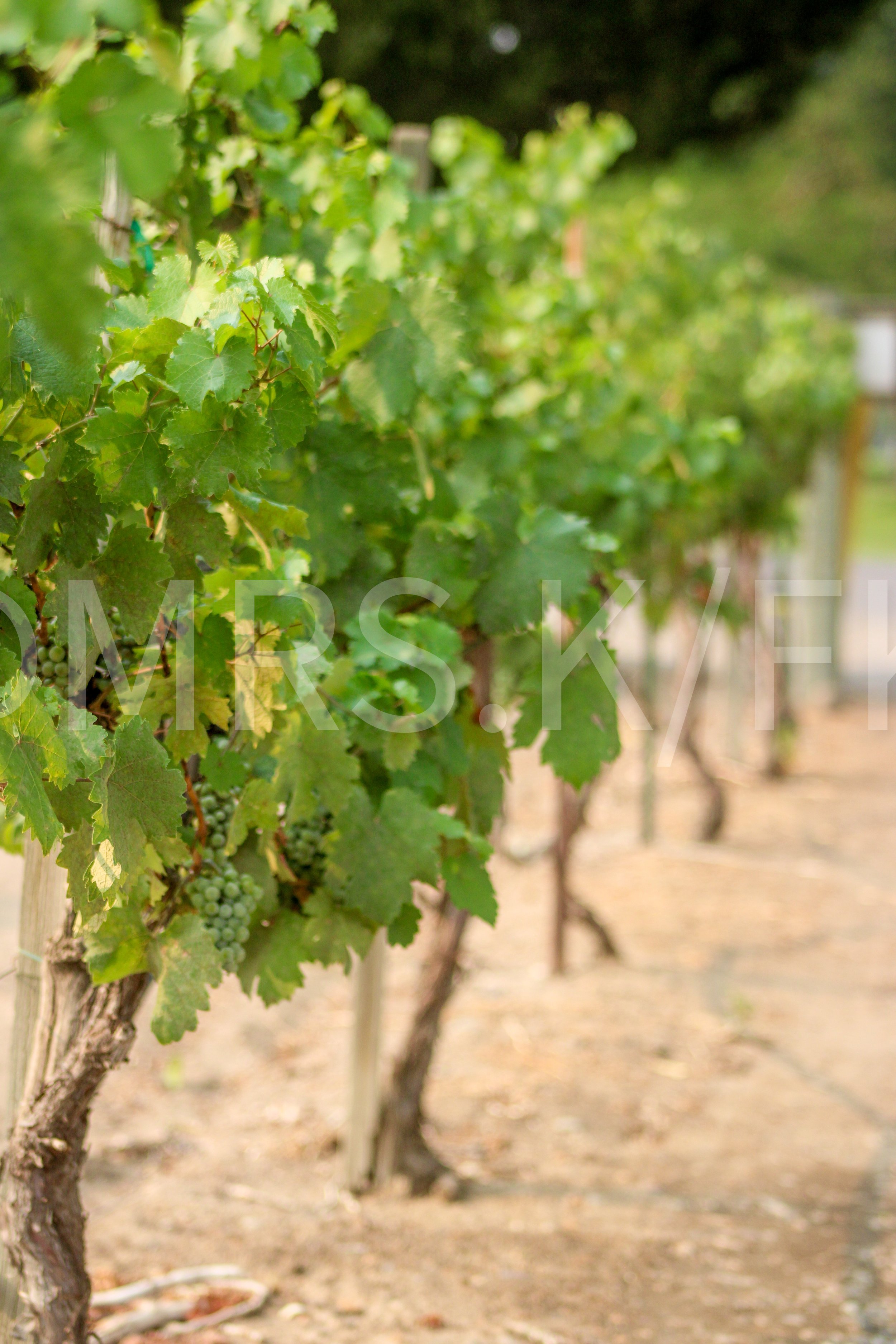 An Original Piece of Photography 1 of 10 to print Custom Fine Art - Vineyard with grapevines and clusters of unripe green grapes, supported by wooden stakes on a vineyard farm.