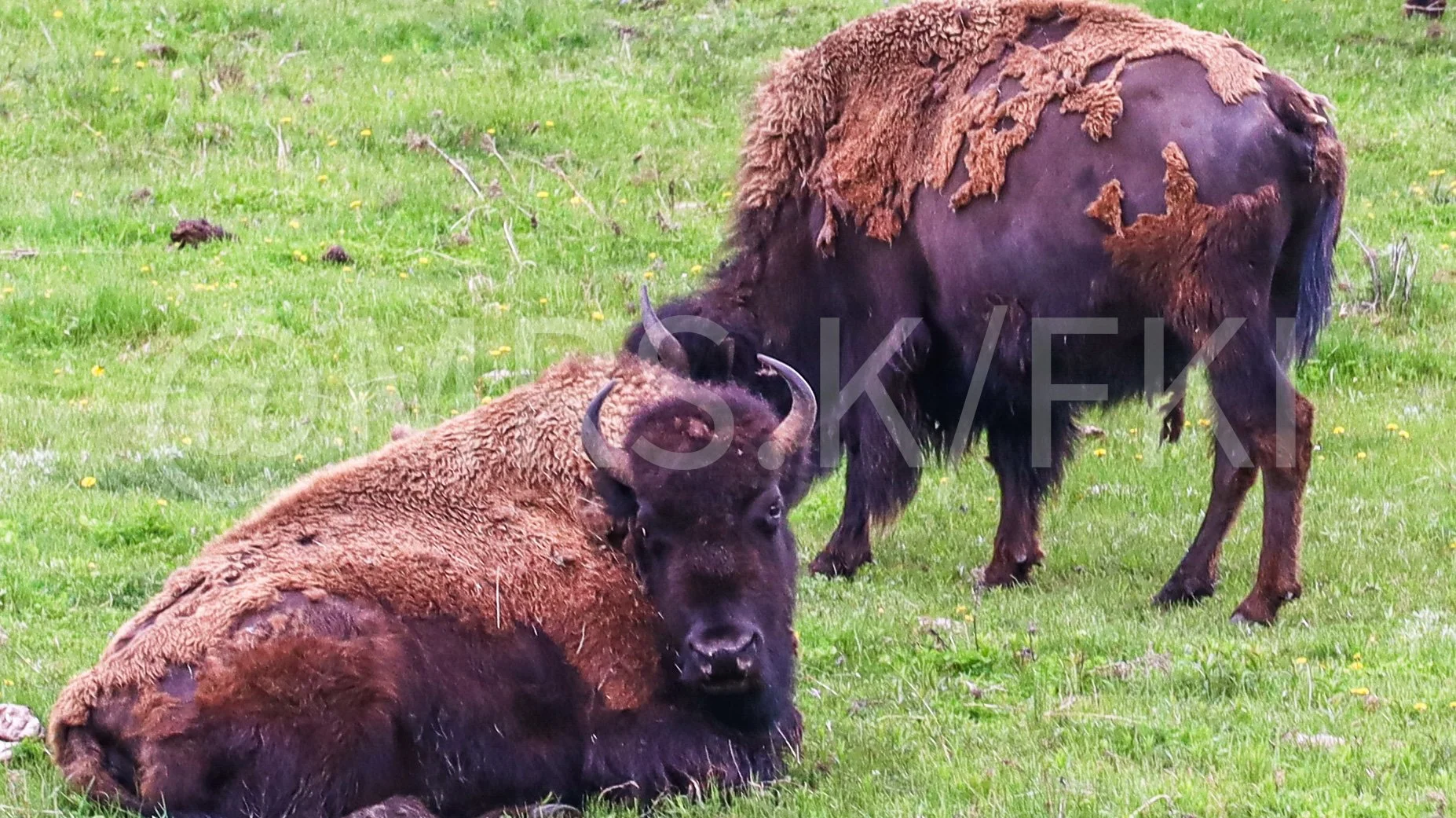 Two bison resting and grazing on green grass in a field with small yellow flowers.