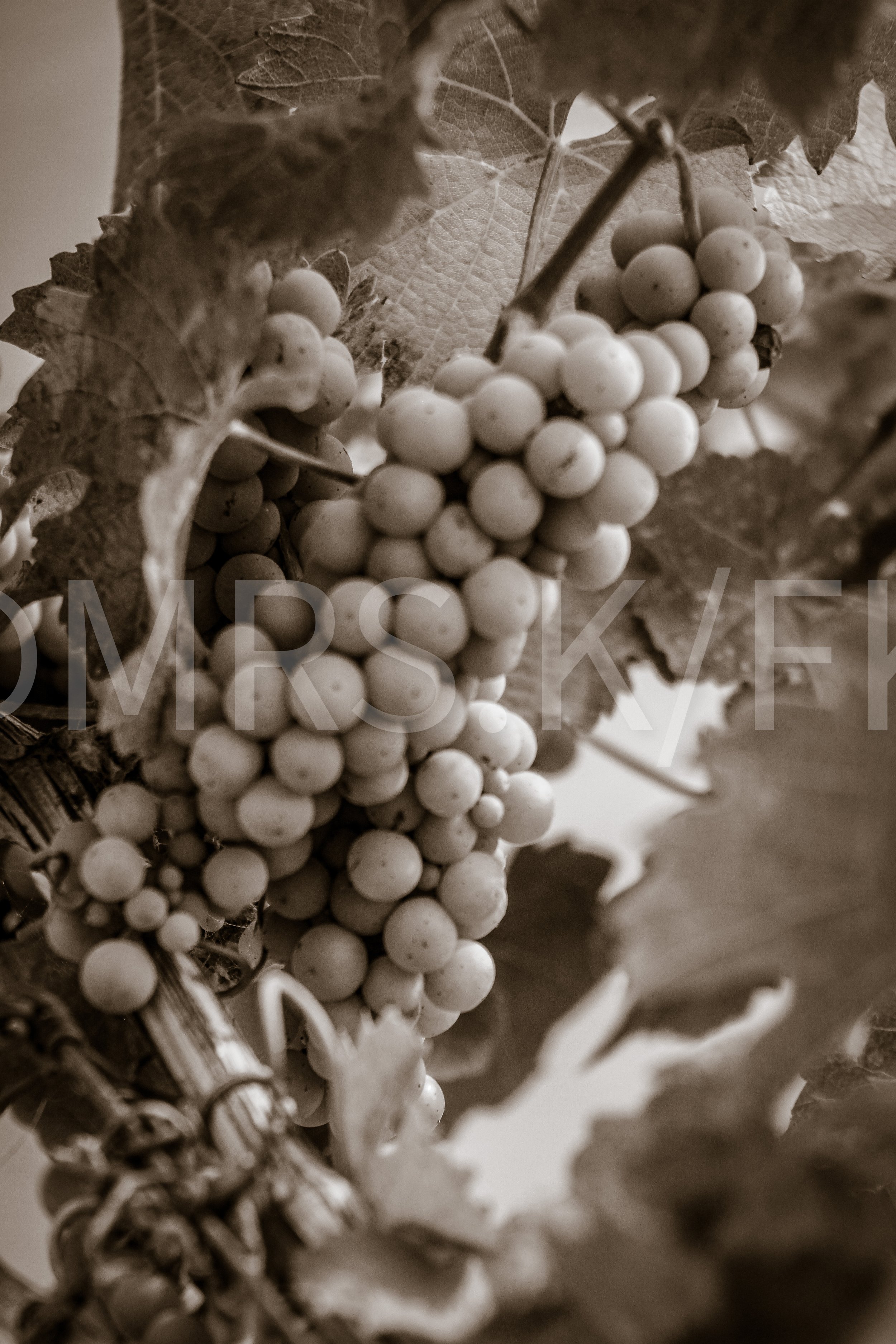An Original Piece of Photography 1 of 10 to print Custom Fine Art - Stunning Photo, truly a master piece - Close-up of a bunch of white grapes hanging from a vine, surrounded by large leaves.