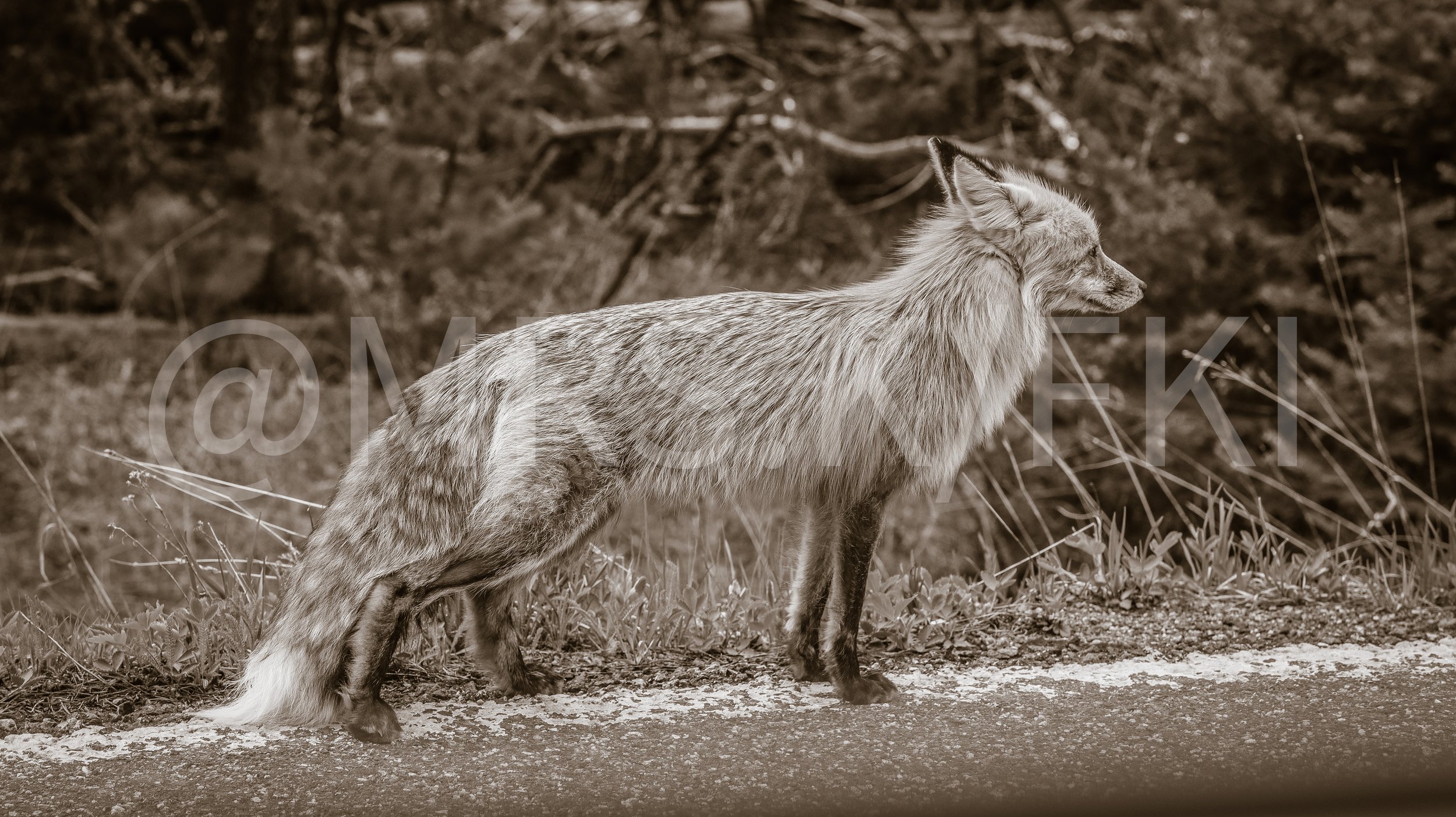  A Master Work of Art - An Original Piece of Photography 1 of 10 to print Custom Fine Art -A sepia-toned photograph of a fox standing on a grassy path with dense trees in the background, looking to the right.