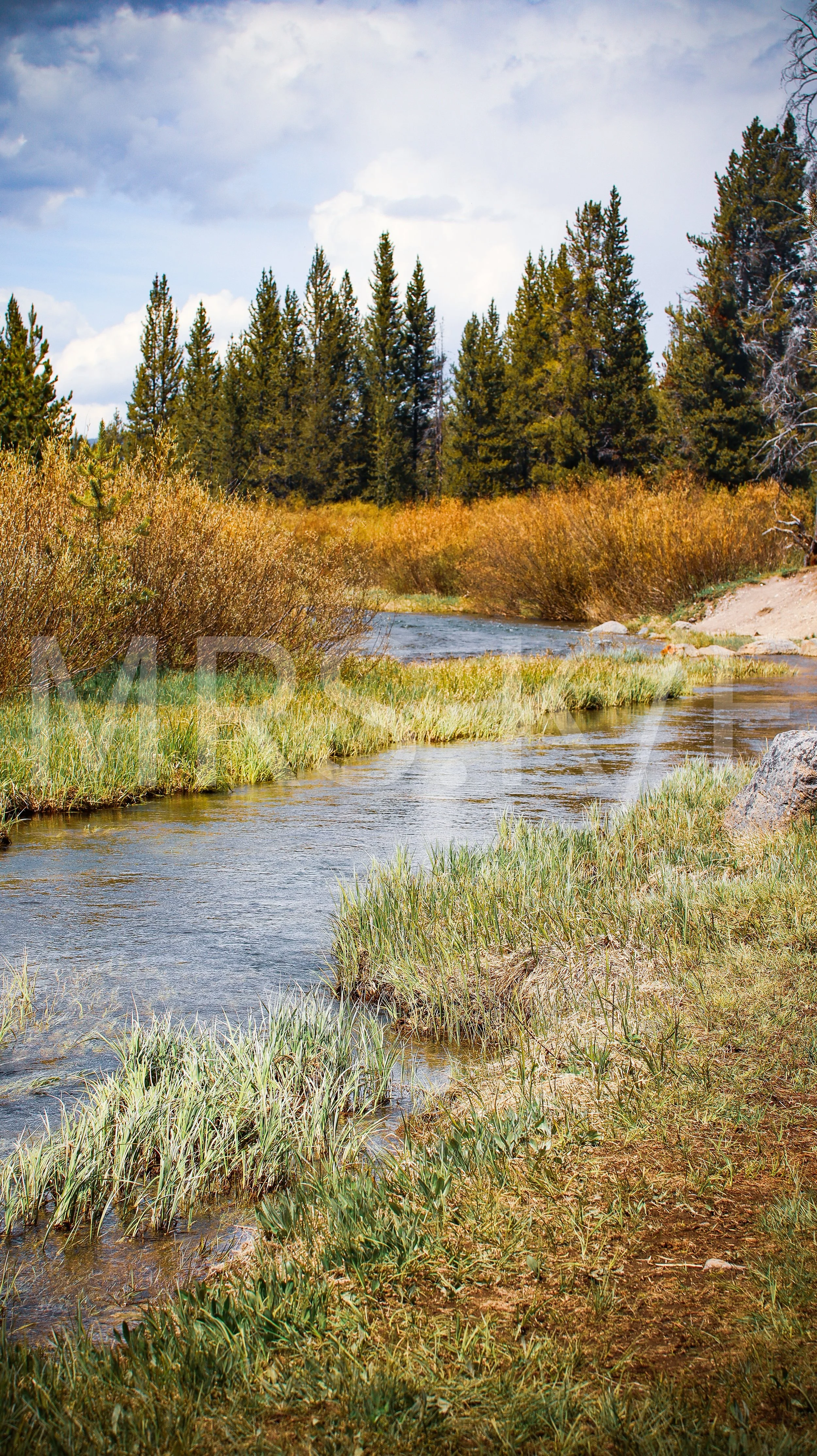 Masterpiece - Original work -  A natural landscape featuring a small, calm river flowing through a grassy and shrub-covered area, surrounded by tall evergreen trees under a partly cloudy sky.