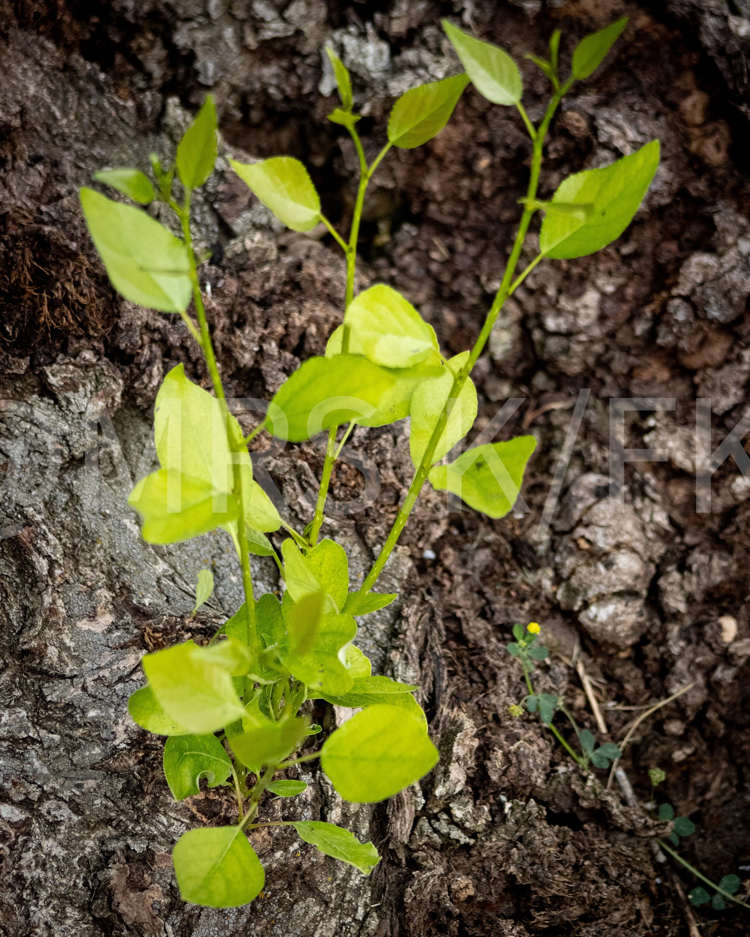 An Original Piece of Photography 1 of 10 to print Custom Fine Art - Young green plant growing directly out of a trees bark. Resilience and fortitude displayed vibrantly with suck dark and harsh beginnings.