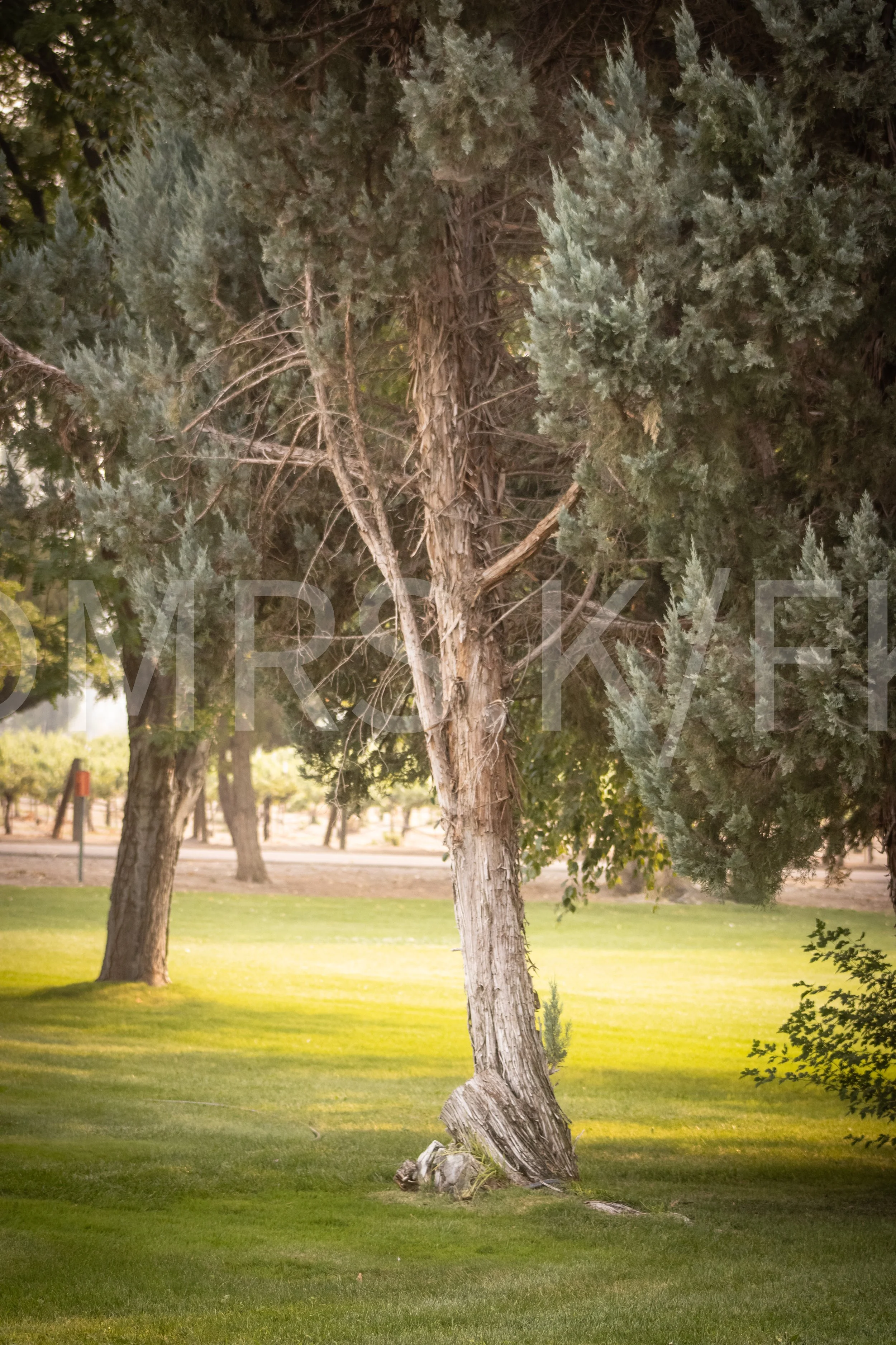 An Original Piece of Photography 1 of 10 to print Custom Fine Art - A mostly baren tree with a thin white trunk and the highest branches green, bushy foliage with a vineyard in the foreground.