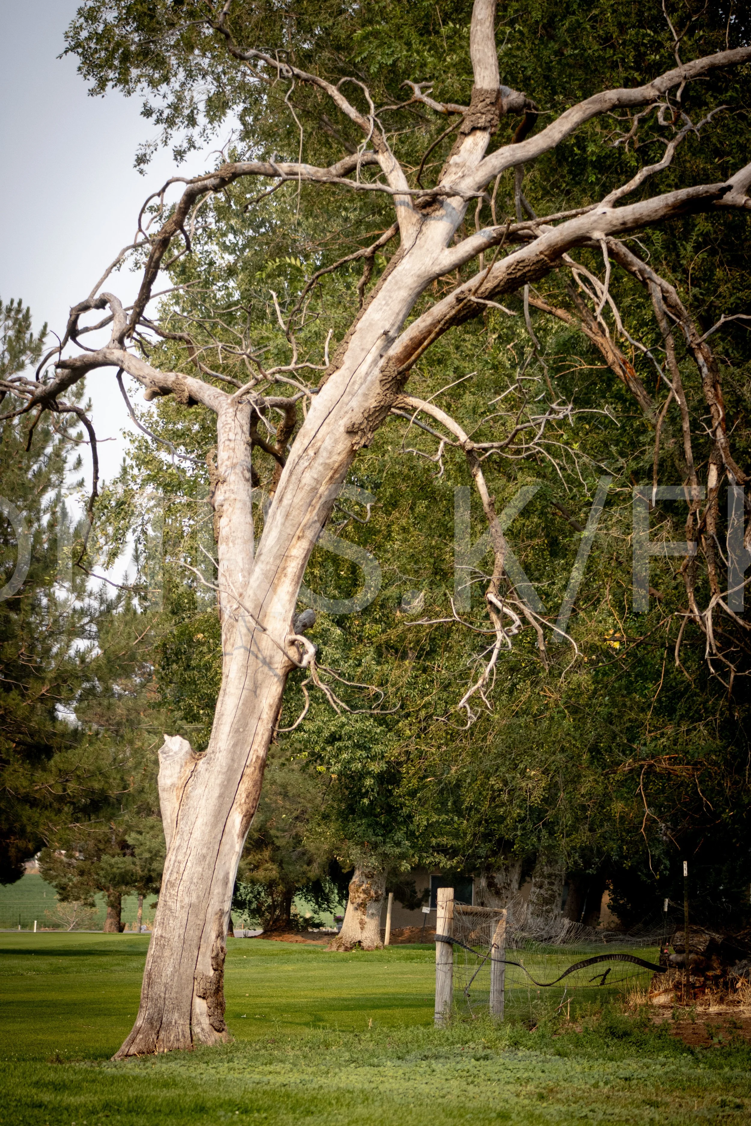 An Original Piece of Photography 1 of 10 to print Custom Fine Art - A lonely, vintage tree with bare, cold branches and, while the other trees have green leaves in the background far off field of spotted grace and fense.