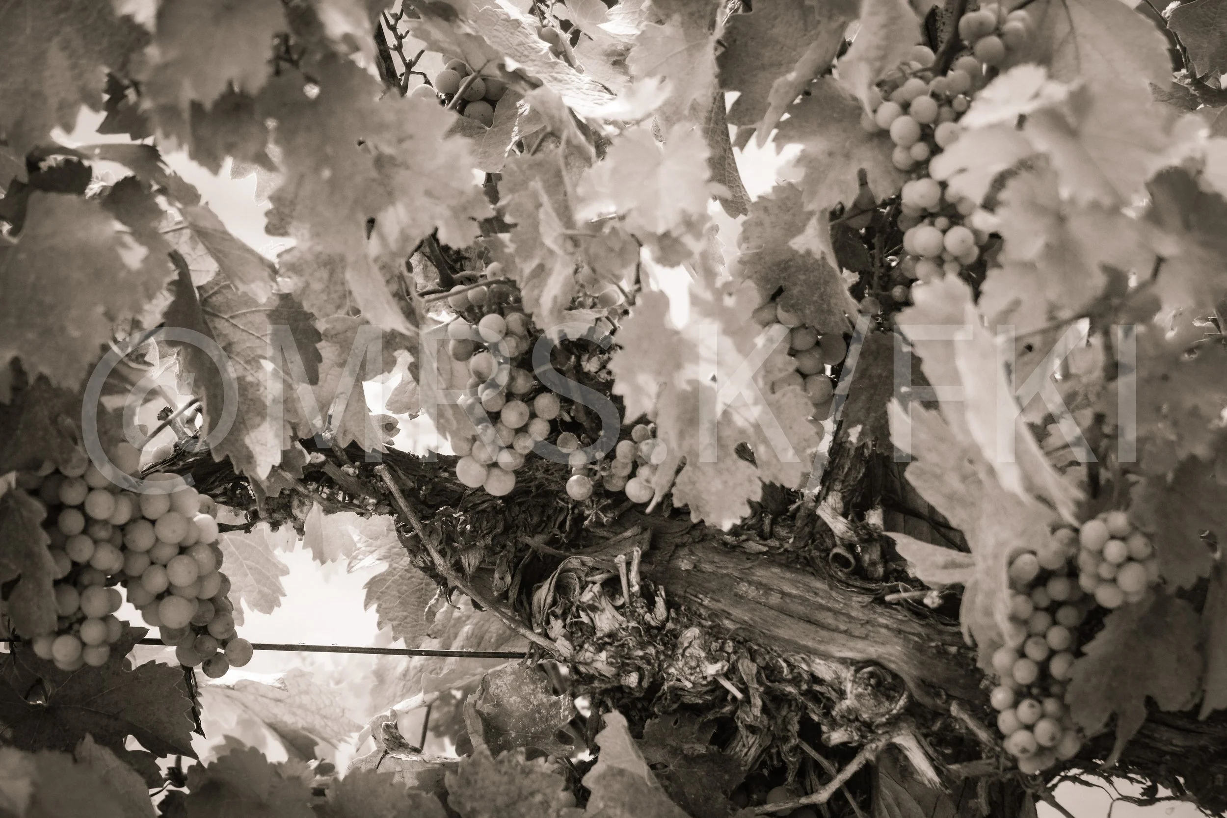 An Original Piece of Photography 1 of 10 to print Custom Fine Art - If you don't want the light of it... Close-up of grapevine with clusters of grapes and large leaves, in black and white.