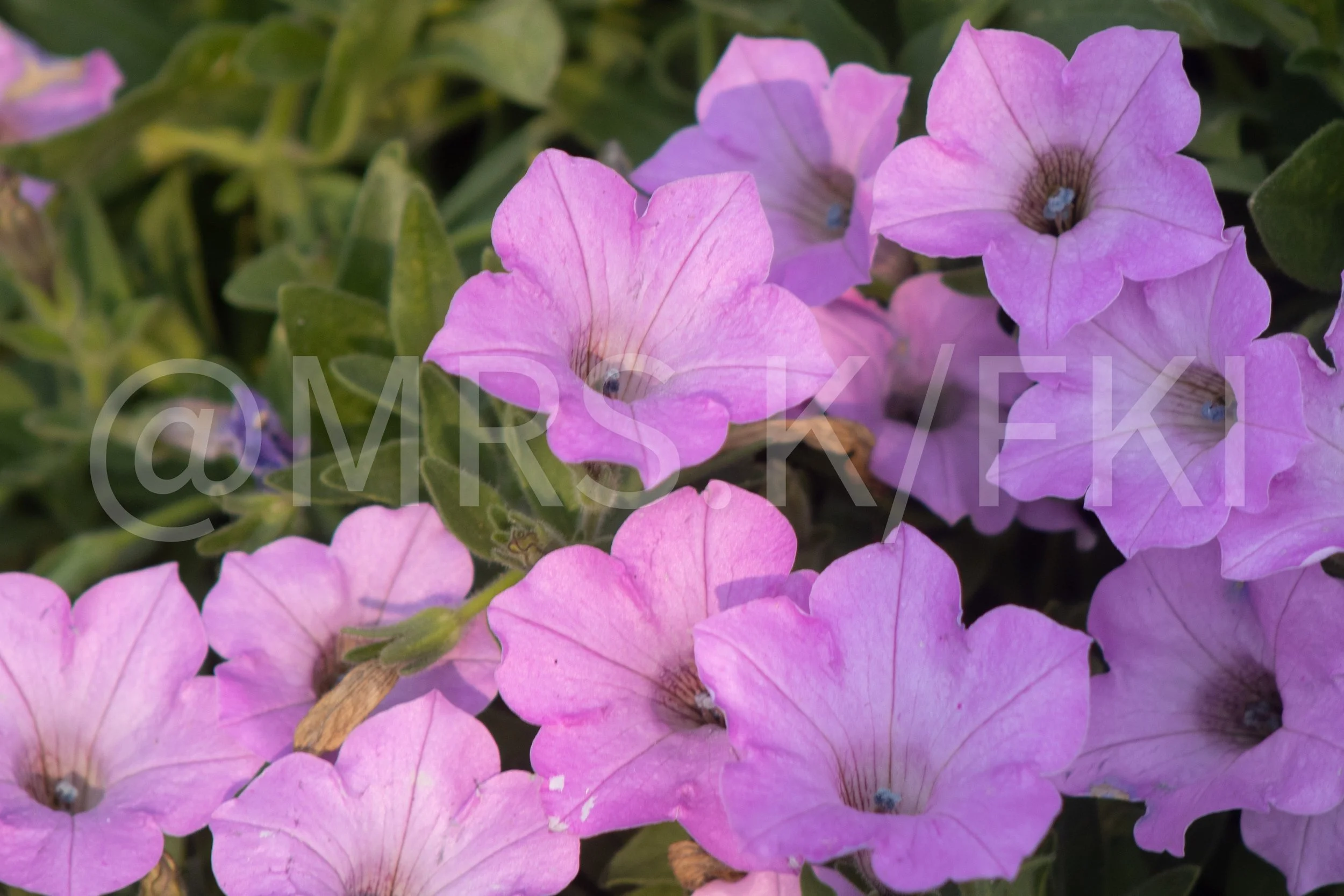 An Original Piece of Photography 1 of 10 to print Custom Fine Art - Close-up of pink and purple bougainvillea flowers with green leaves in the background.