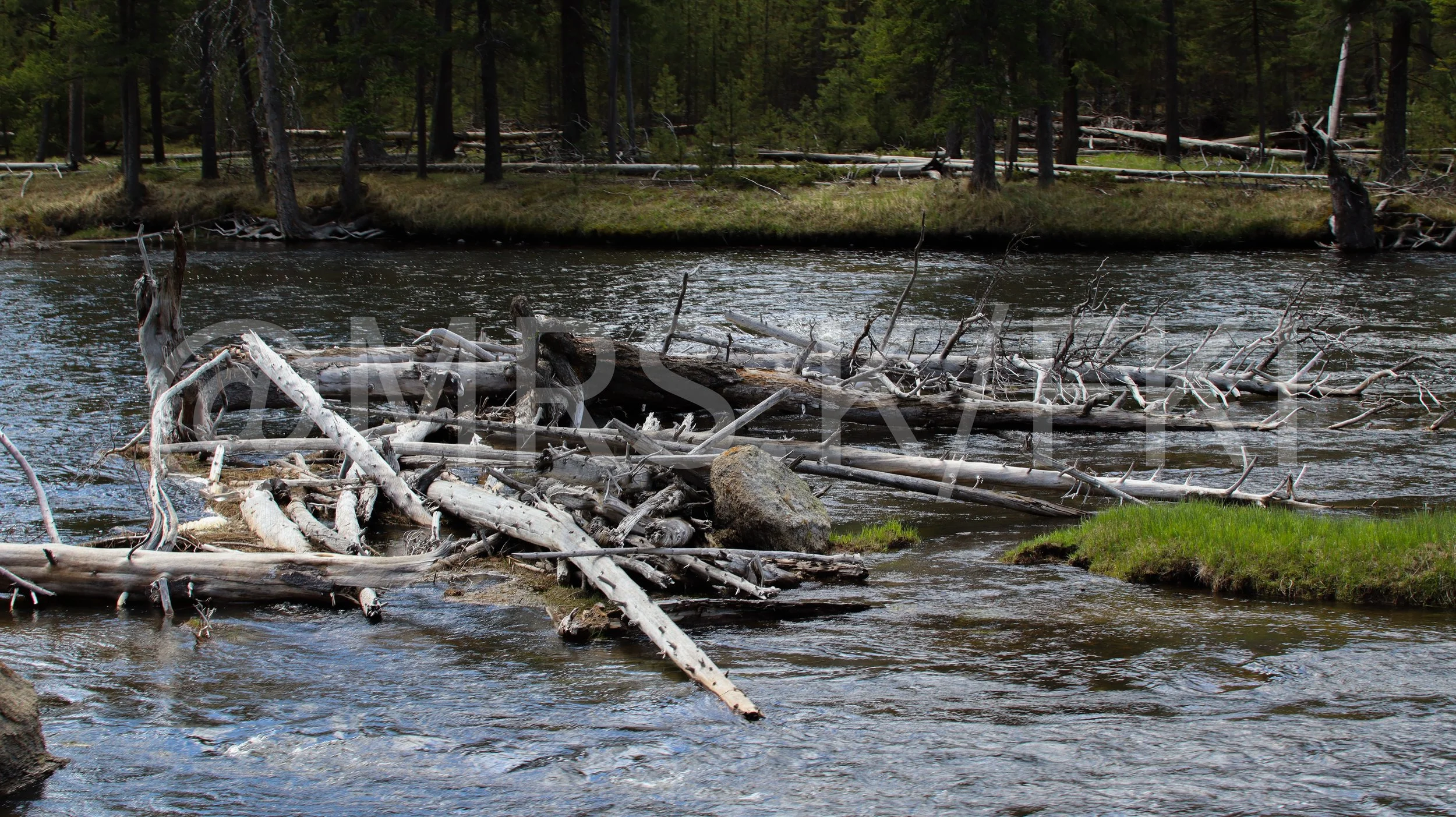  A Master Work of Art - An Original Piece of Photography 1 of 10 to print Custom Fine Art -A river flowing through a forest, with fallen trees and logs in the water, and tall evergreen trees lining the riverbanks.