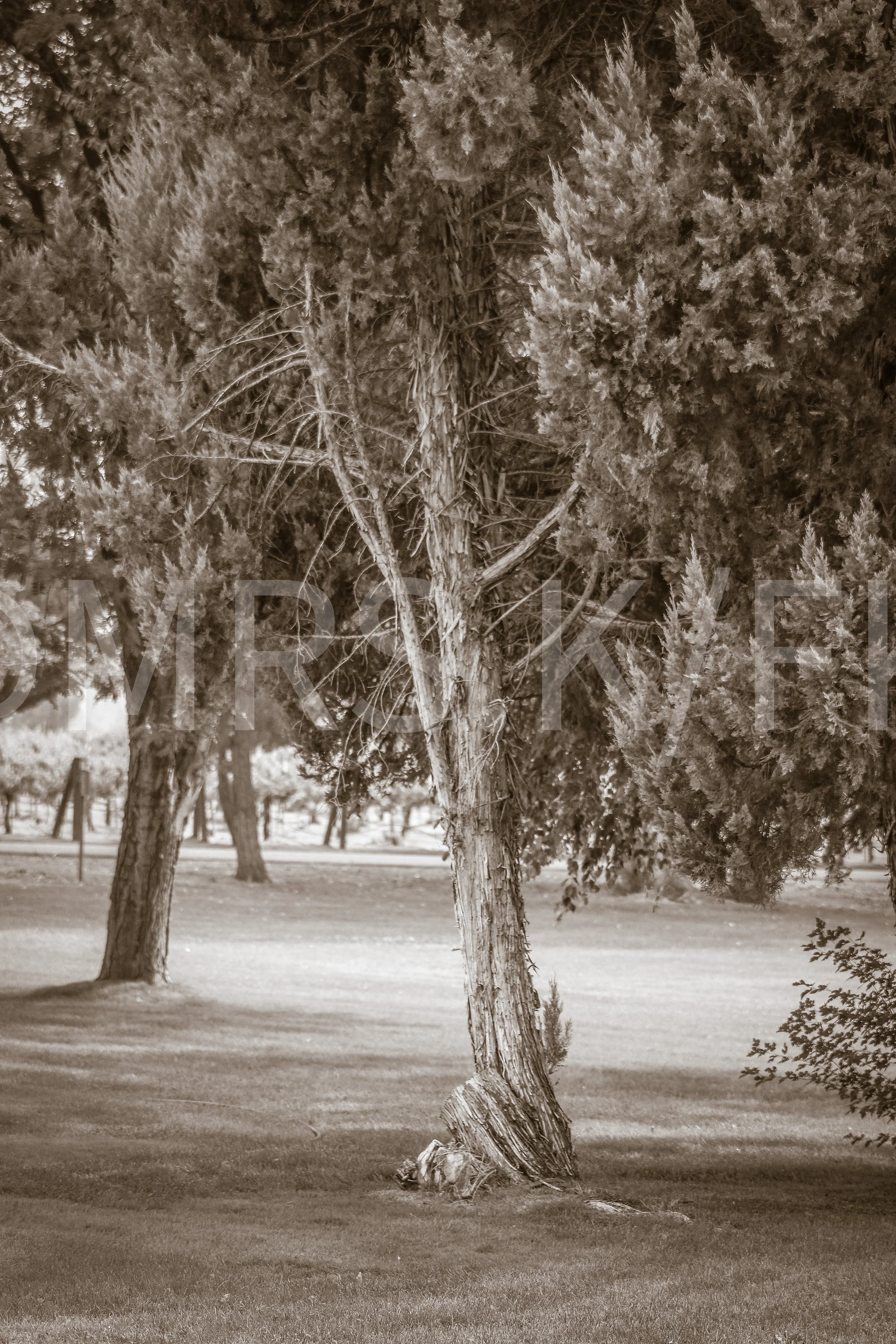 An Original Piece of Photography 1 of 10 to print Custom Fine Art - A black and white photograph a prominent older and very uniquely twisted tree for the subject in the foreground, sparce grassy areas, and possibly a pathway in the background.