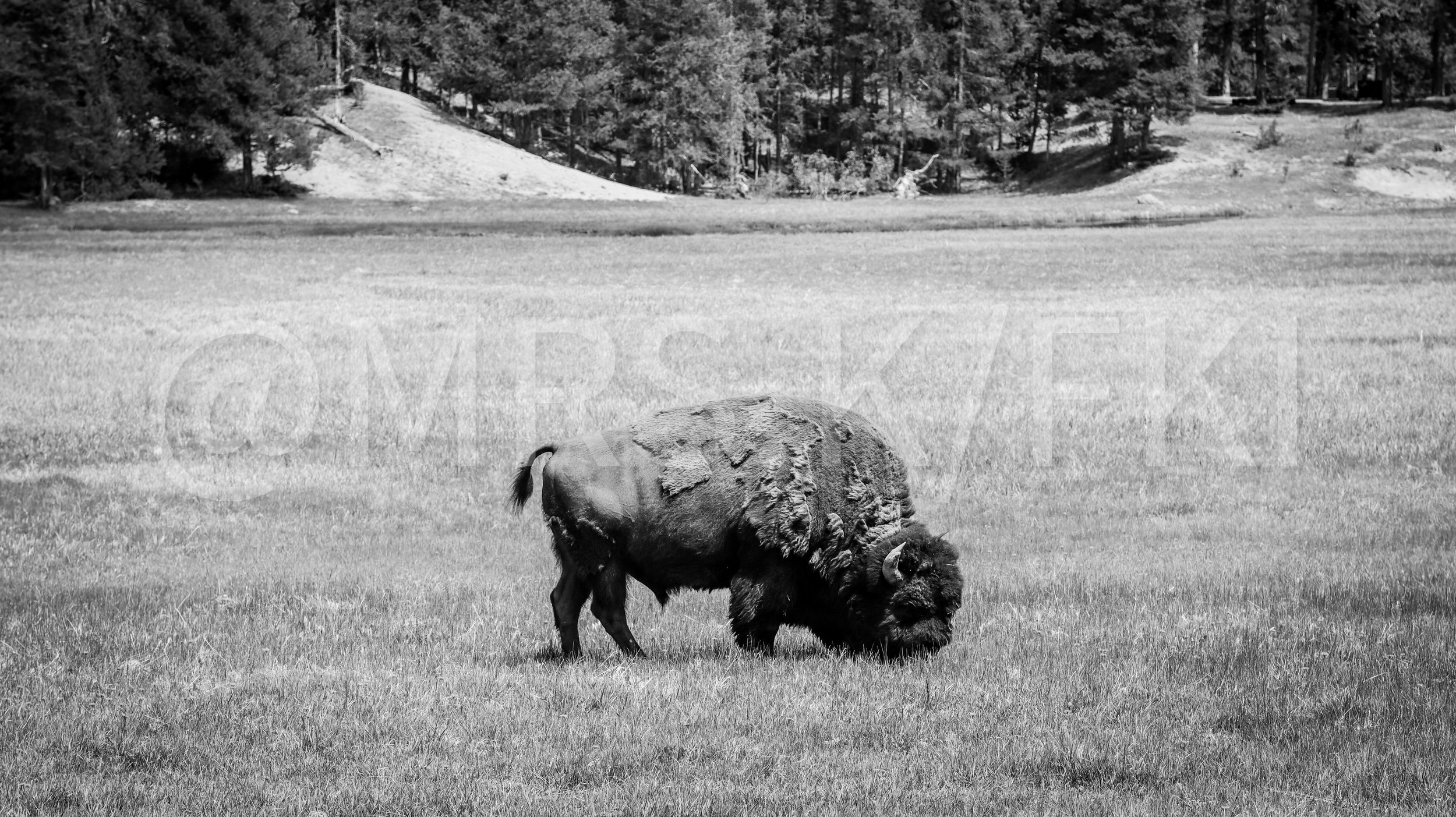  A Master Work of Art - An Original Piece of Photography 1 of 10 to print Custom Fine Art -A bison grazing on grass in a field with trees and hills in the background, in black and white.