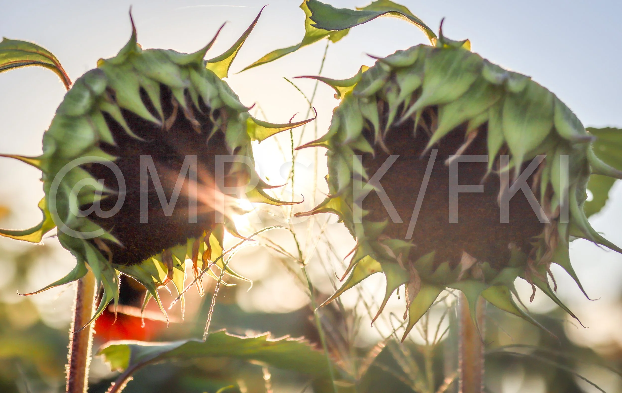  A Master Work of Art - An Original Piece of Photography 1 of 10 to print Custom Fine Art -Close-up view of two sunflower heads with green bracts and seed heads, backlit by sunlight, with a blurred background of foliage and clear sky.