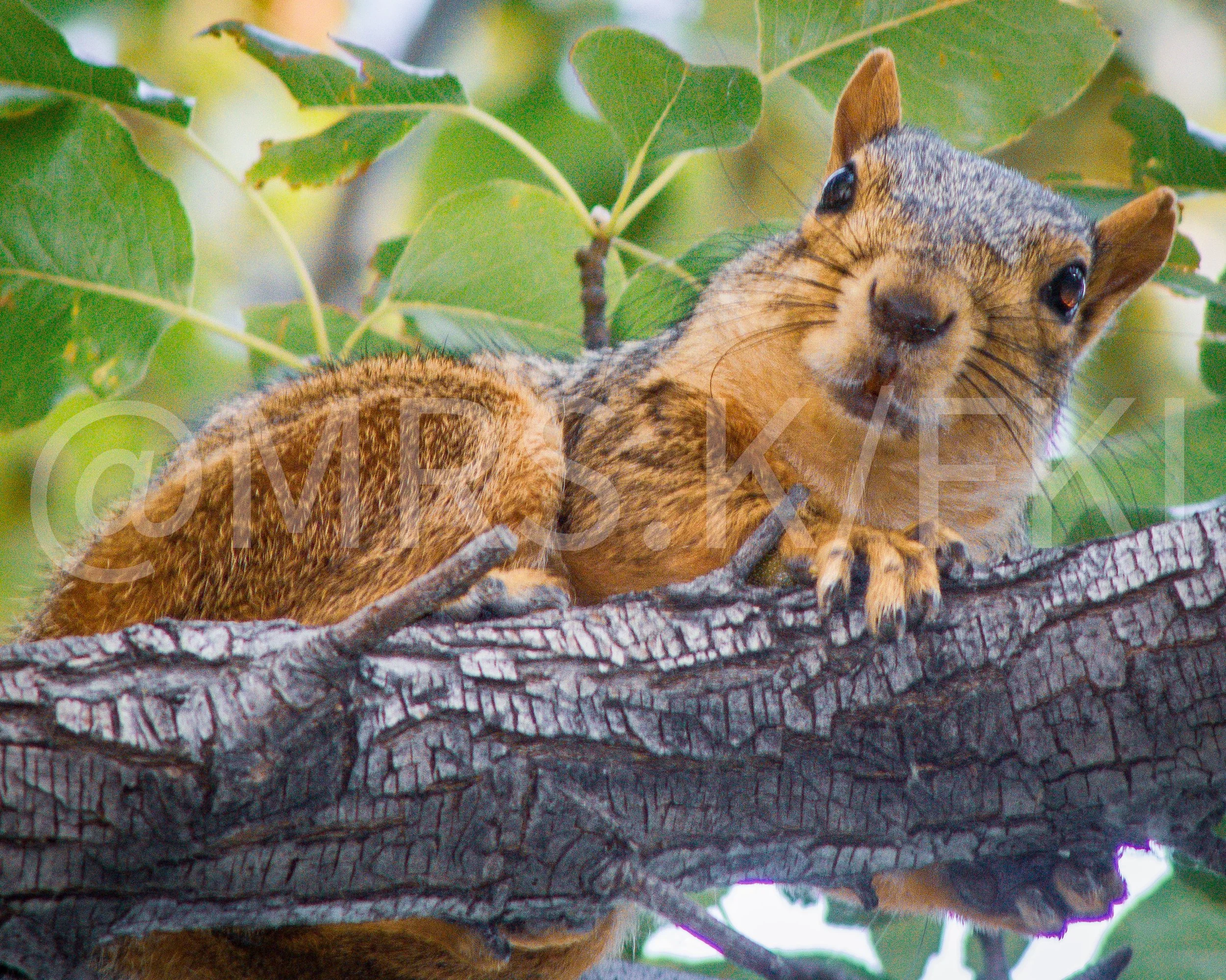 An Original Piece of Photography 1 of 10 to print Custom Fine Art - A squirrel lying on a tree branch with green leaves surrounding it 80 feet high in a tree. Full of personality.