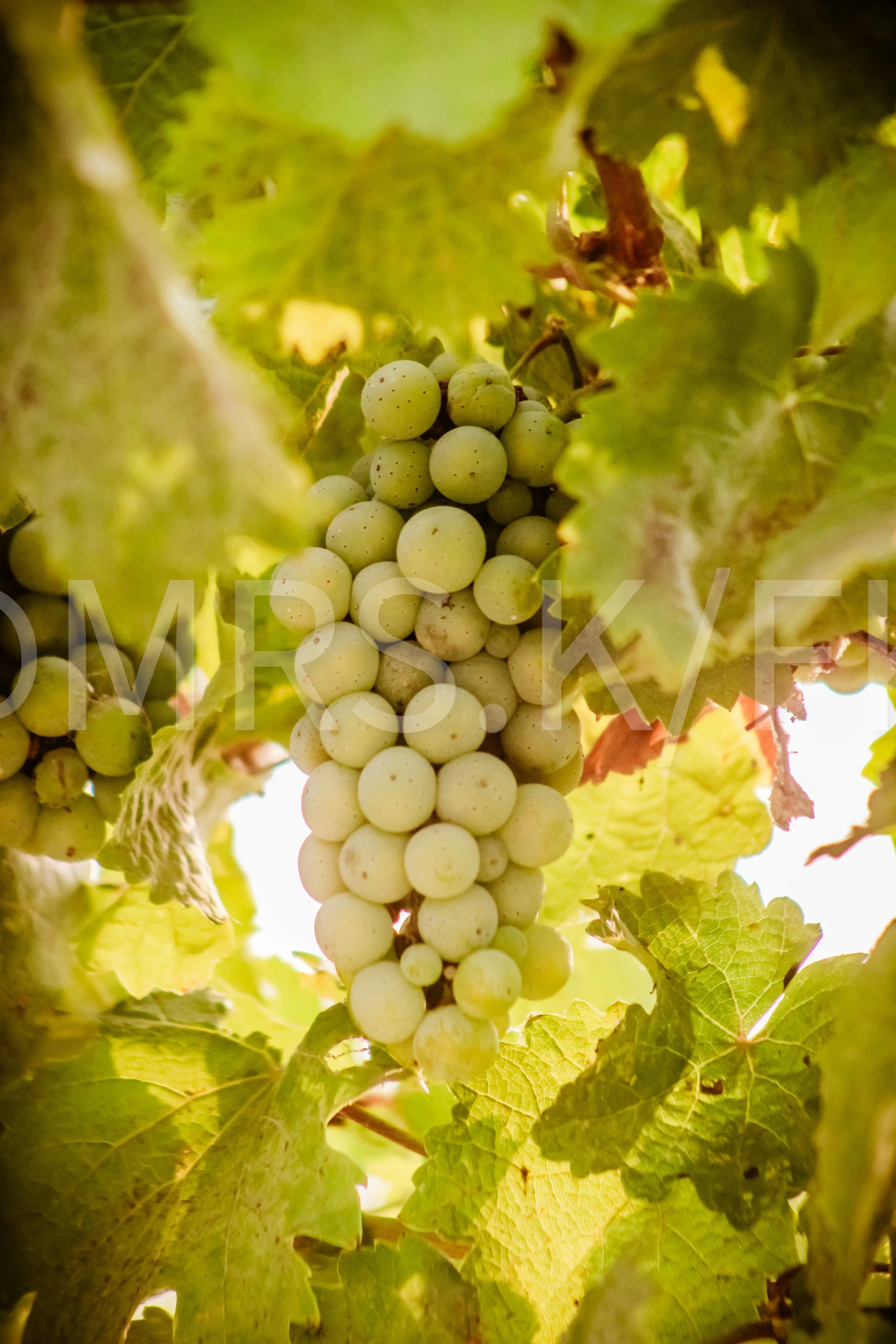 Close-up of a bunch of light green grapes hanging on a vine, surrounded by green leaves, some of which have brown spots.