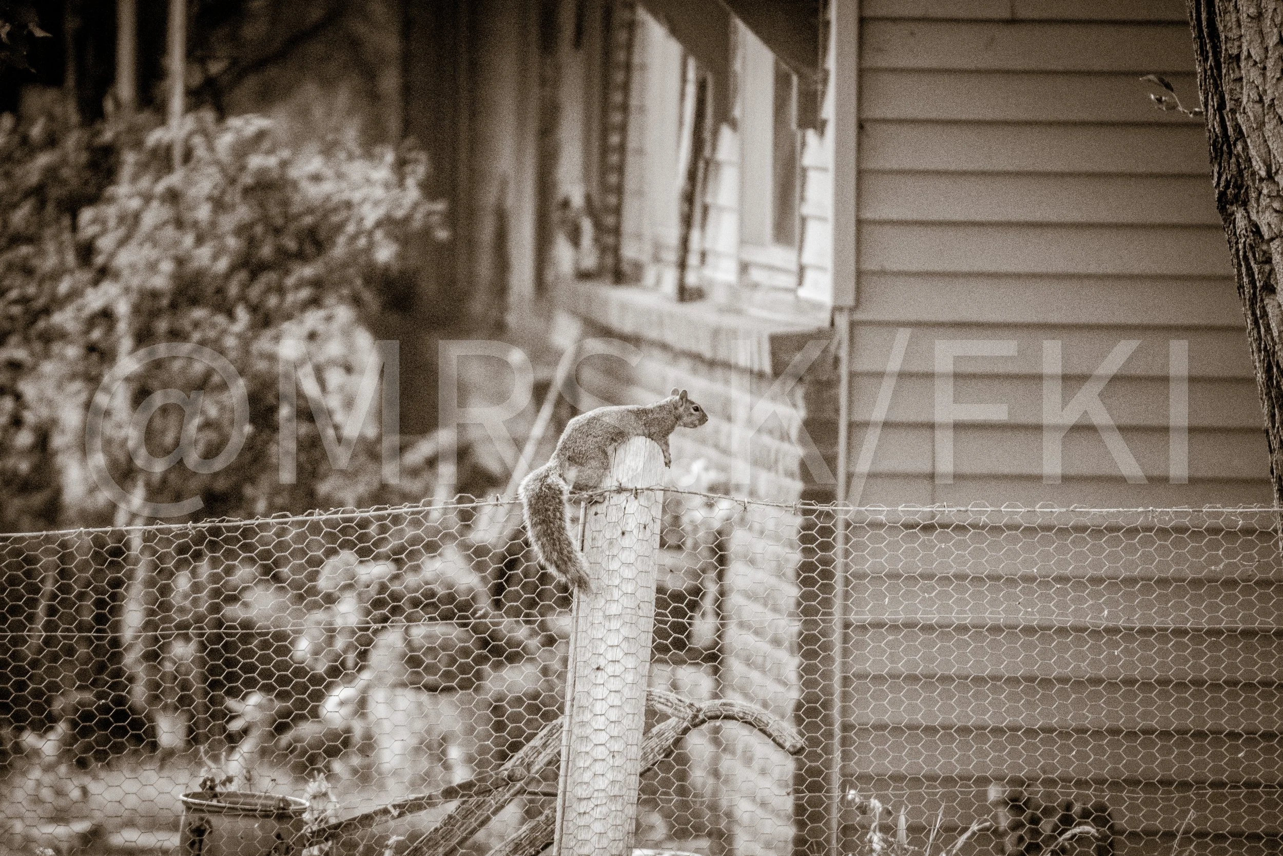 An Original Piece of Photography 1 of 10 to print Custom Fine Art - A squirrel on a wooden post behind a wire fence next to a house with horizontal siding, with trees and foliage in the background.