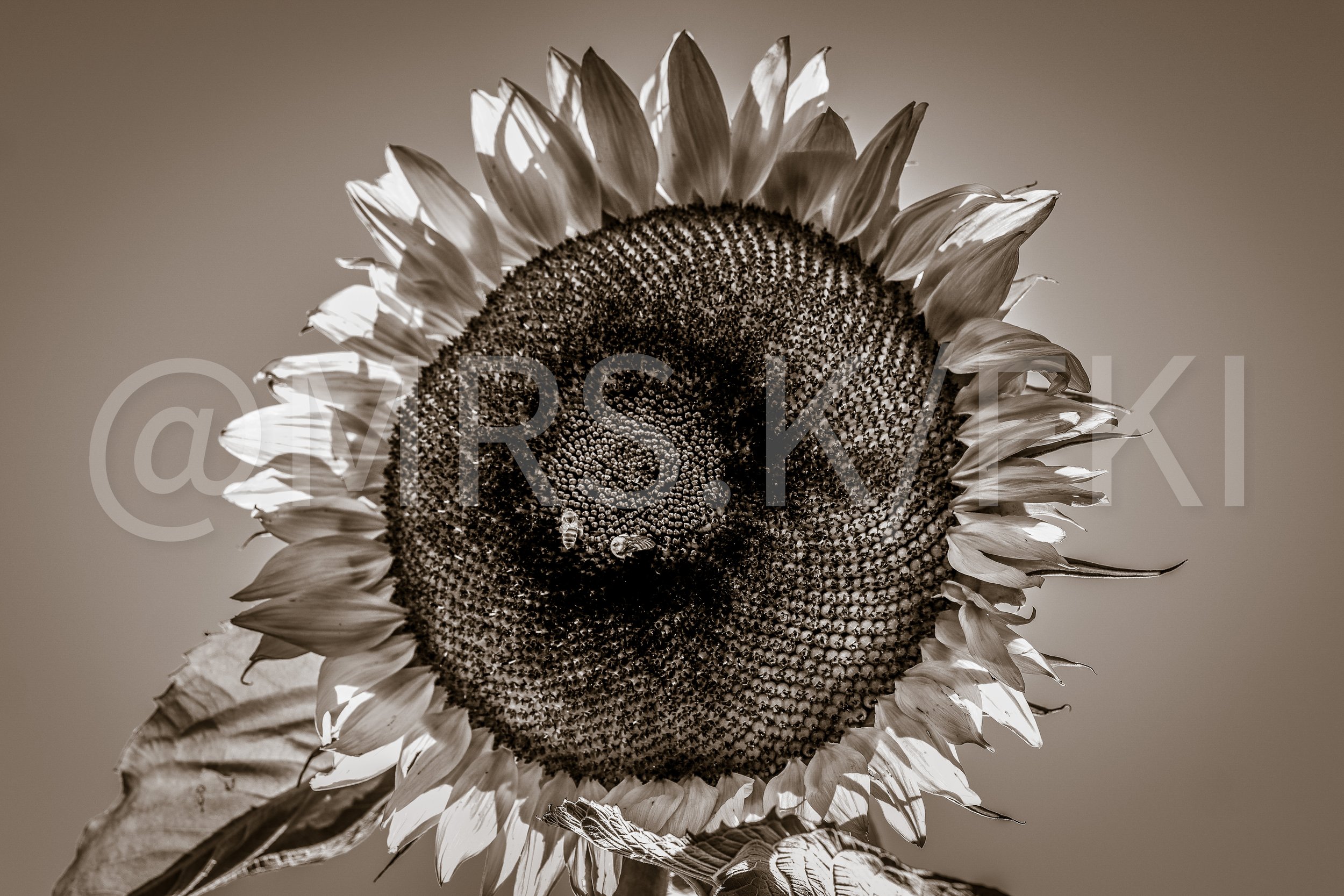 A black and white photograph of a sunflower with a large circular center and long petals radiating outward, with a bee on the lower part of the sunflower.