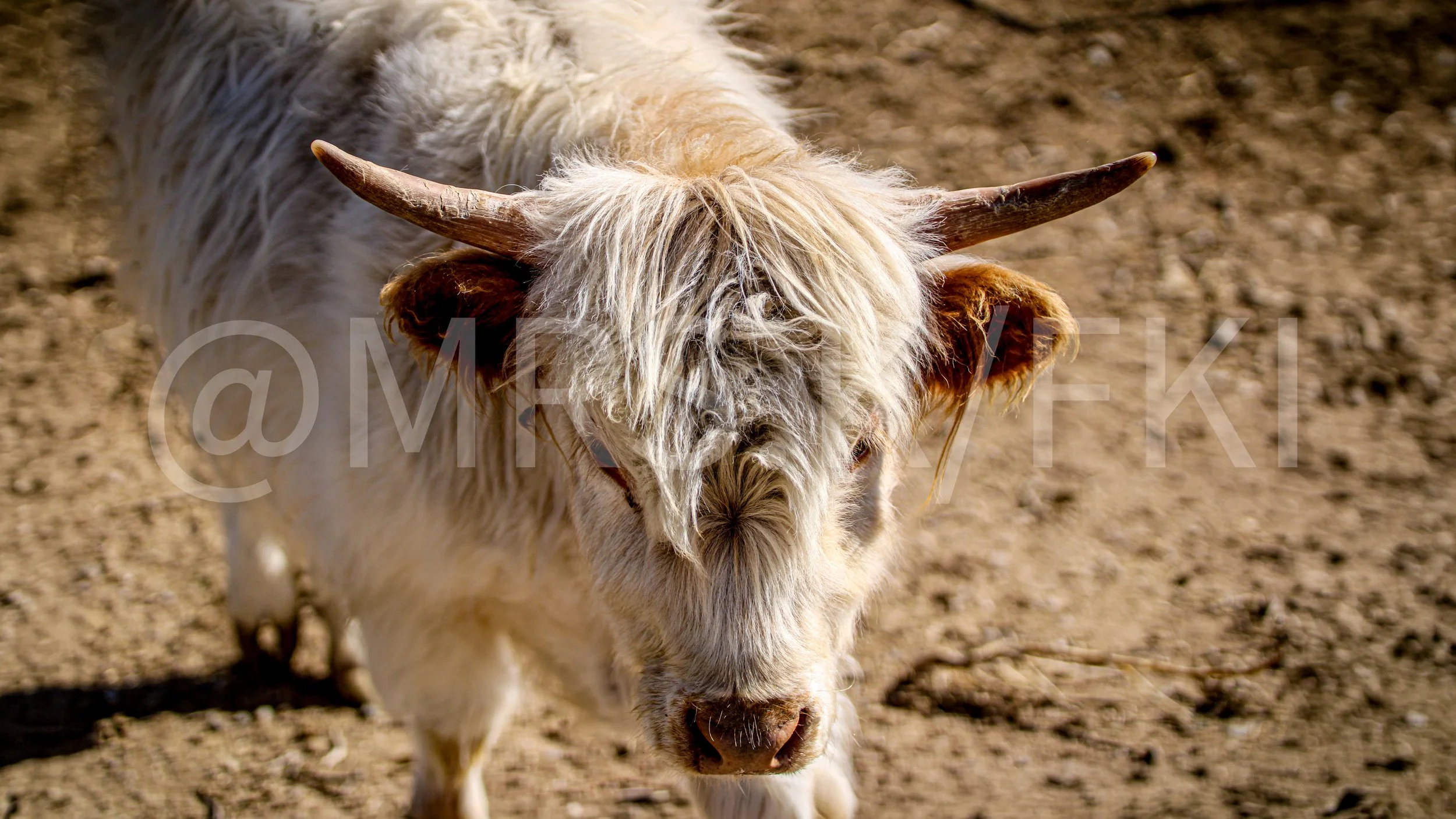 Made to be a 3 piece canvas for a rodeo master -  A Master Work of Art - An Original Piece of Photography 1 of 10 to print Custom Fine Art -A cow with long, shaggy white hair and large curved horns standing on sandy ground.