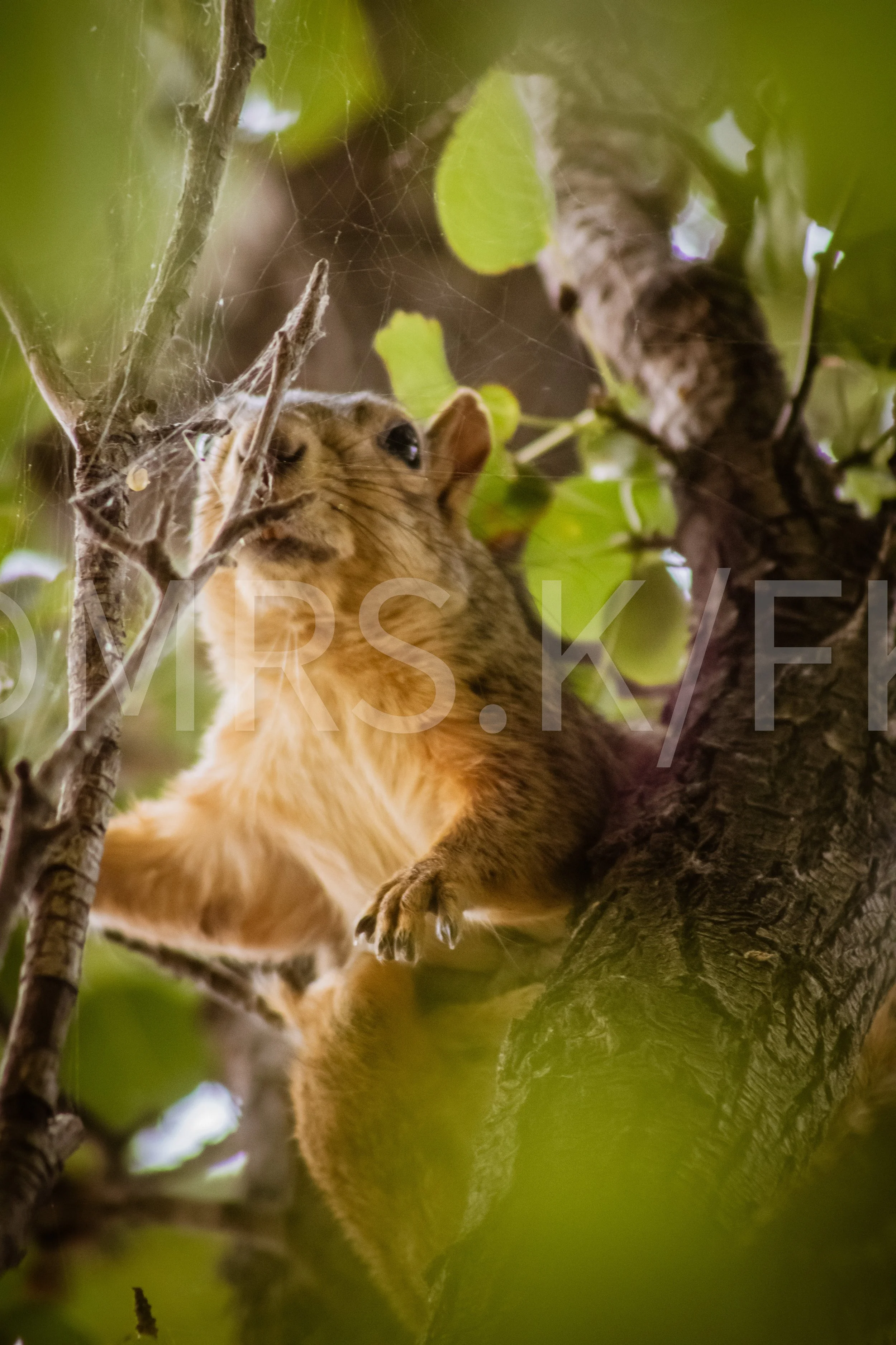 An Original Piece of Photography 1 of 10 to print Custom Fine Art - A wild, feral  squirrel covered in webs, perched in a tree surrounded by green leaves, with a focus on its face and body partially hidden behind branches and leaves.