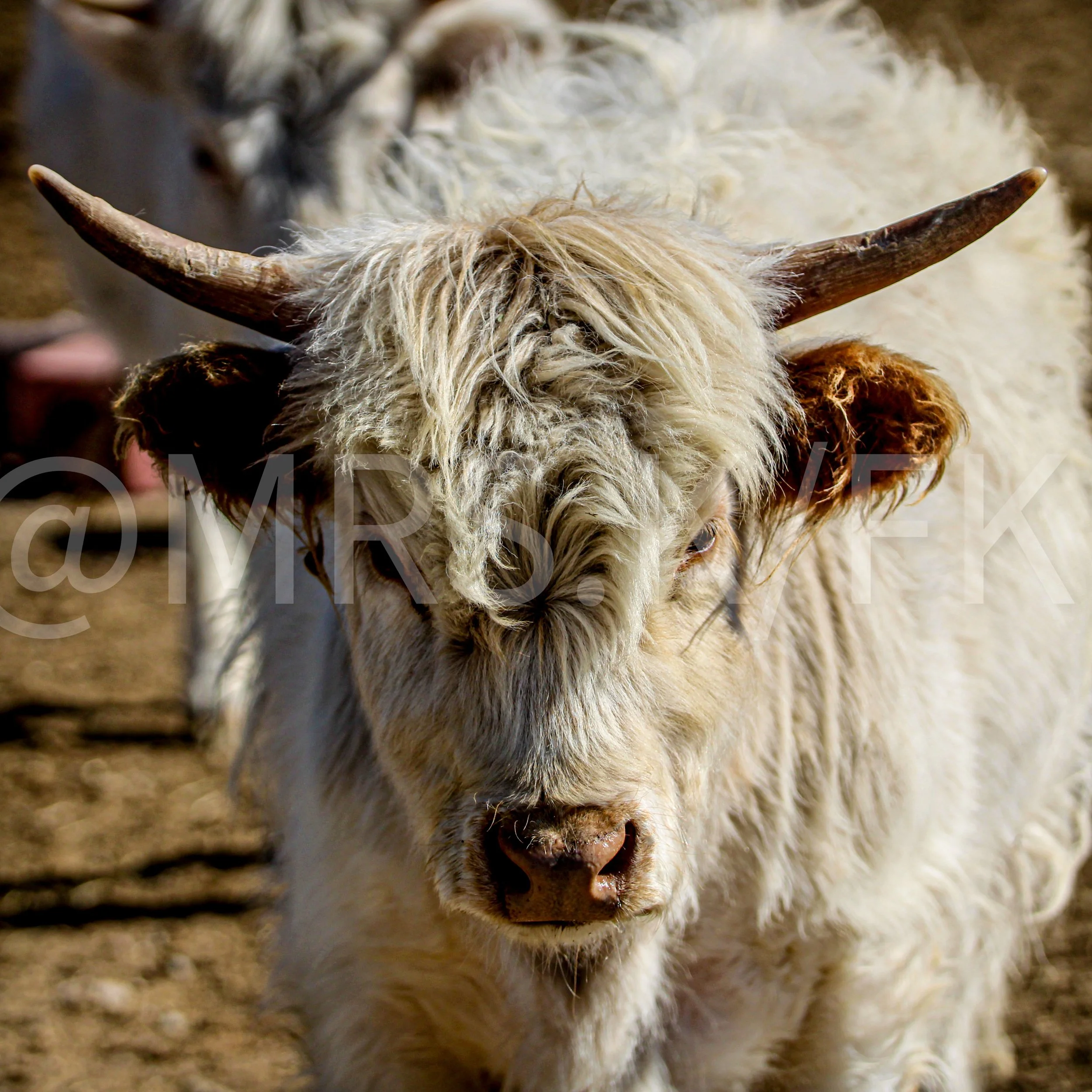 Close-up of a dog with fluffy, curly fur and horns on its head, lying on a sandy surface.