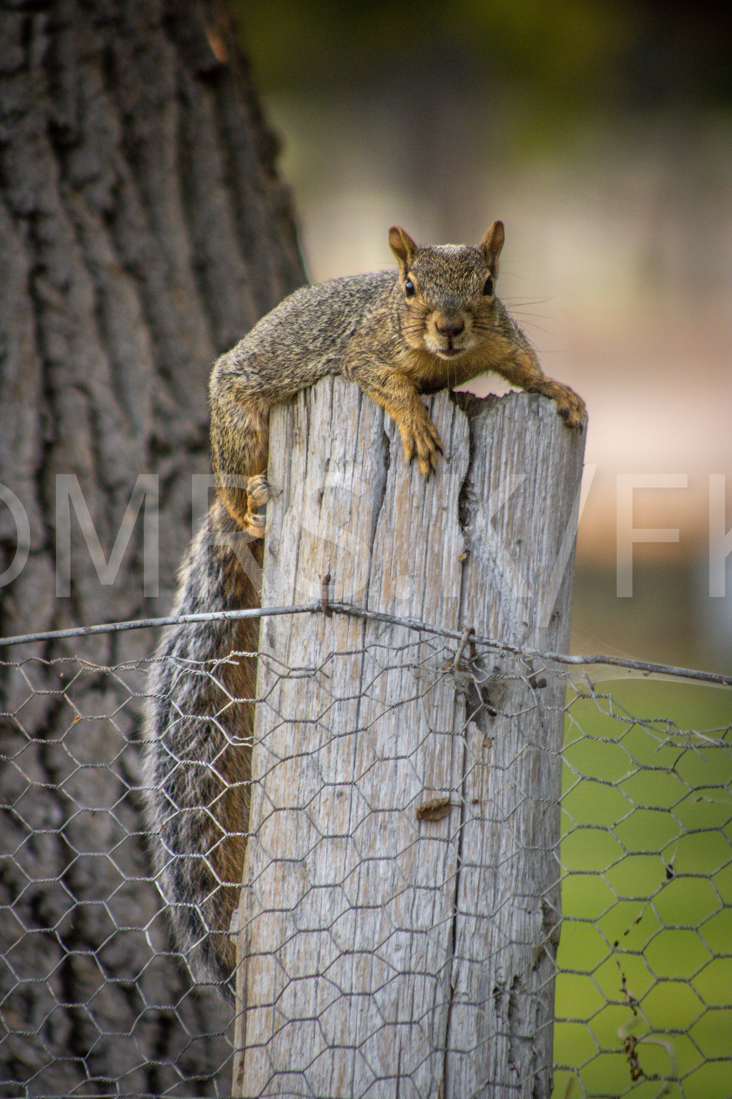 An Original Piece of Photography 1 of 10 to print Custom Fine Art - A squirrel perched on a weathered wooden fence post, with a background of blurred greens and a large tree trunk.
