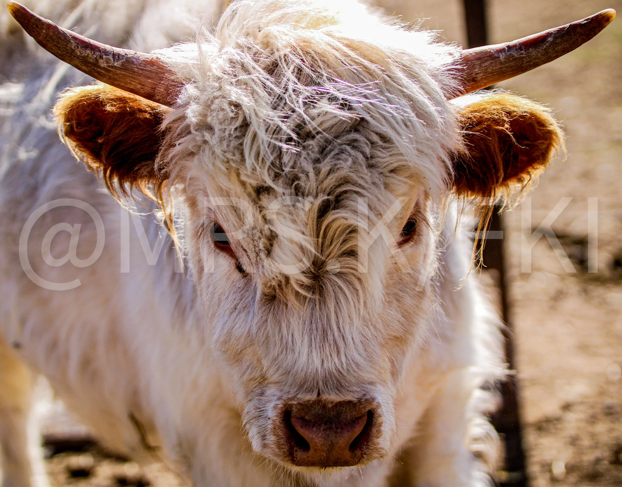  A Master Work of Art - An Original Piece of Photography 1 of 10 to print Custom Fine Art - Close-up of a highland cow's face, focusing on its white, curly fur and large, curved horns.