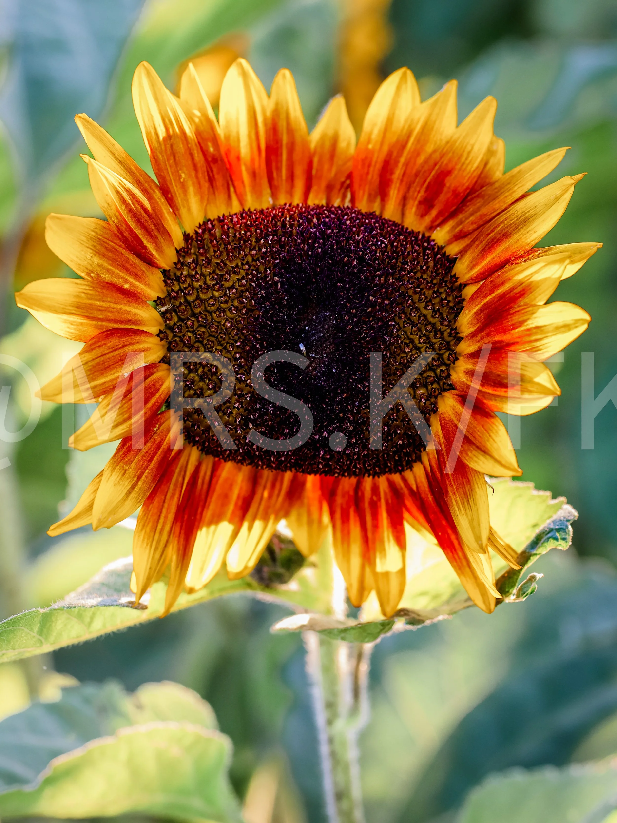 Close-up of a sunflower with yellow petals and a dark center, background of green leaves.