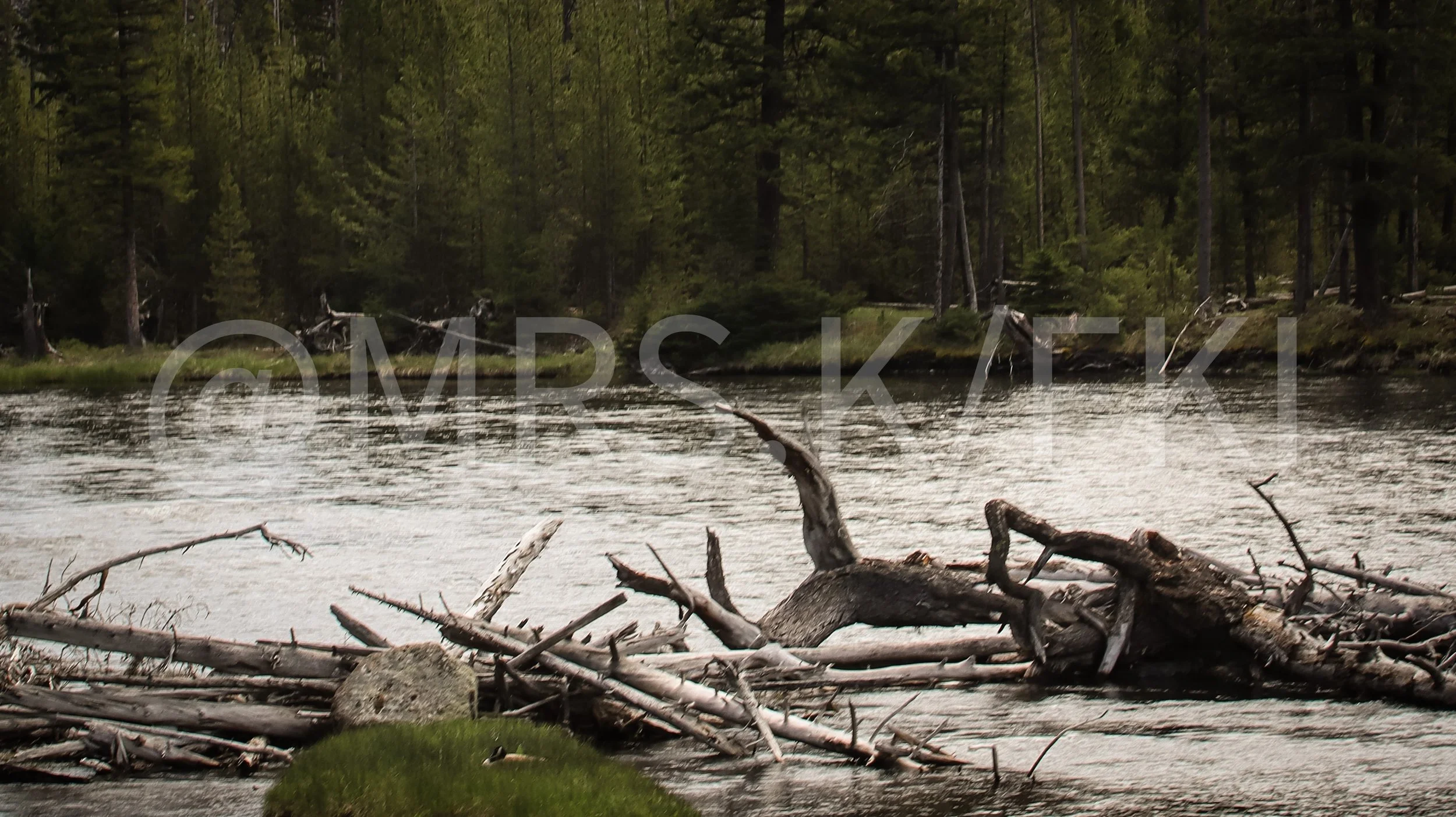 A river with fallen tree branches on the shore, surrounded by dense forest of tall pine trees.