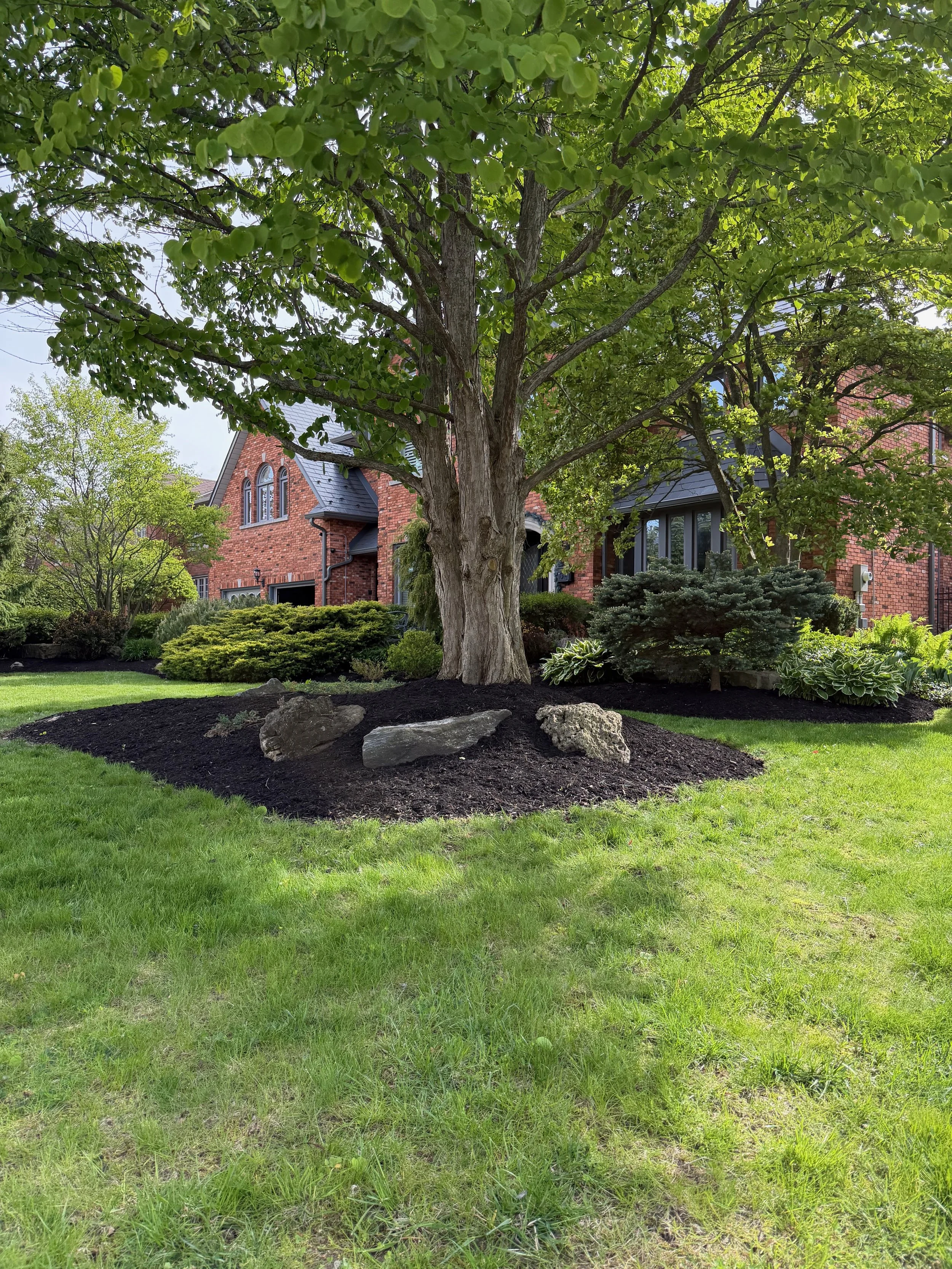 A lush green lawn with a large tree in the center, in front of a red brick house with black roof and multiple windows.
