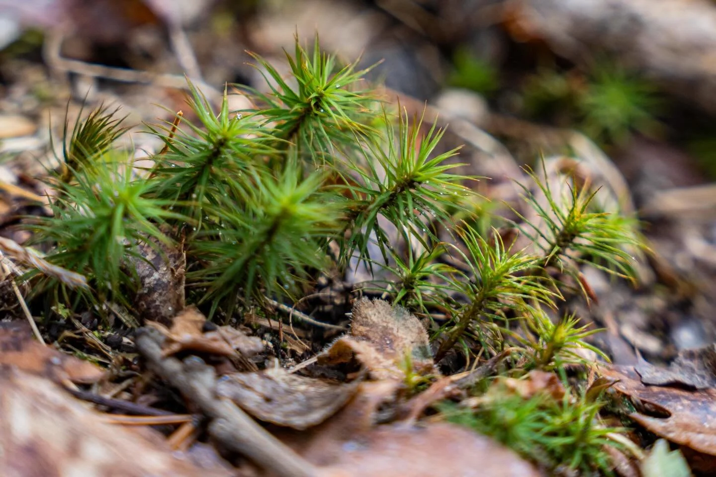 Happy 🌎 Day everyone. 
Turn off those lights and shut off the water, be the super hero today.
#yerphotos #earthday