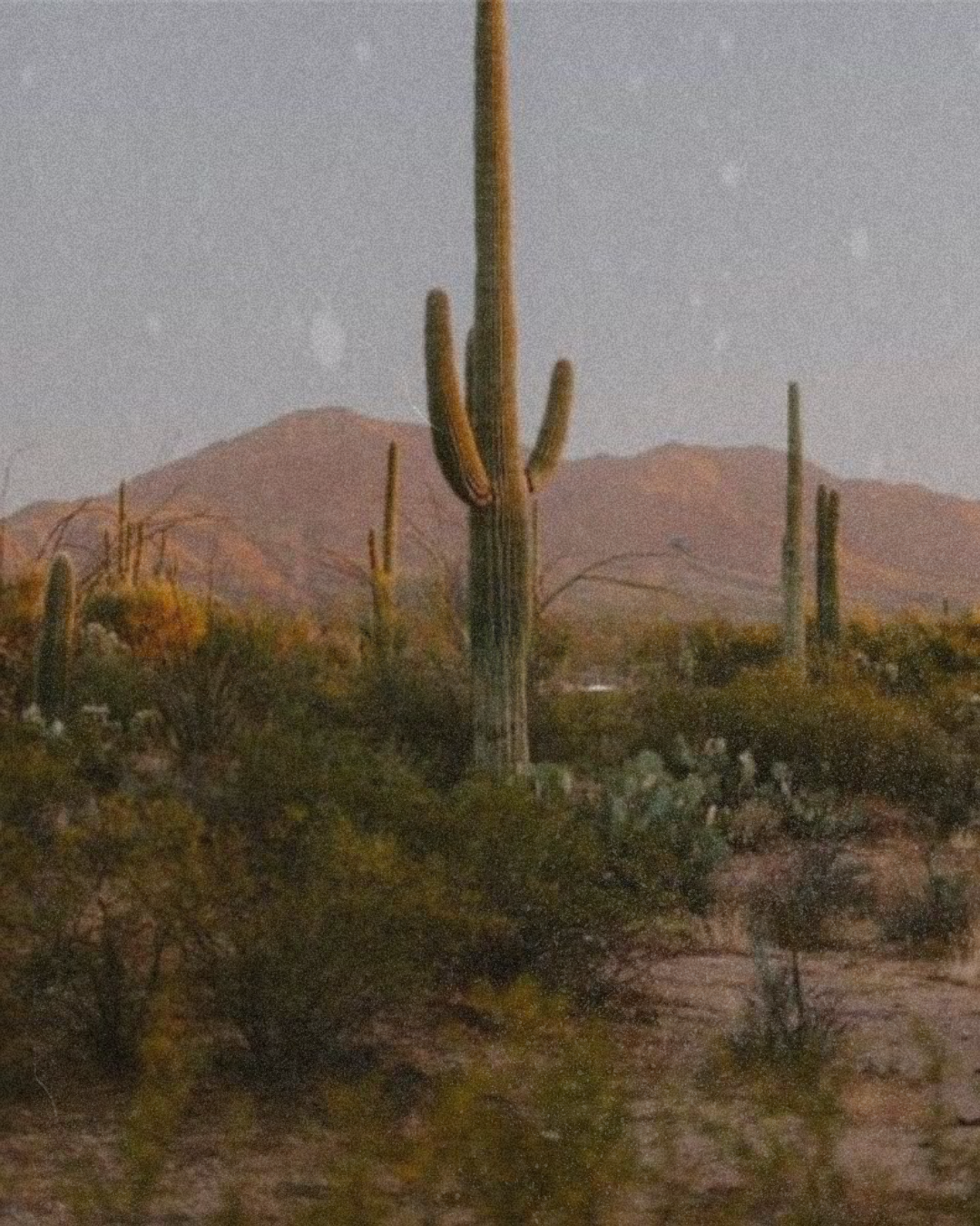 Desert landscape featuring tall saguaro cacti, desert shrubs, and mountains in the background at sunset or dusk with a grainy texture.