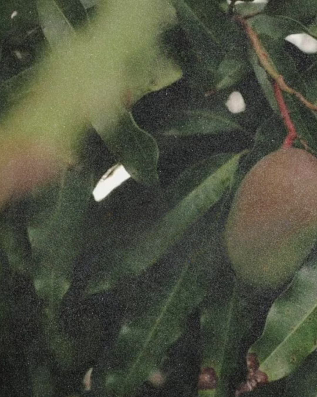 Close-up of a dark green and black snake coiled among green leaves, with a white spot visible on its side.