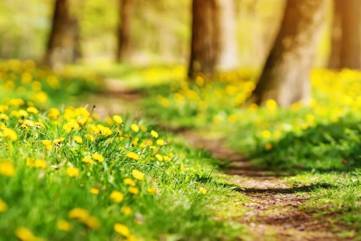 The Beauty of Spring Clearing (Body. Mind. Spirit. Home)
