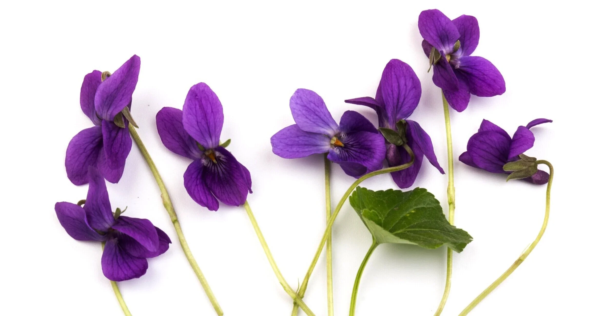 The Beauty of Violets
